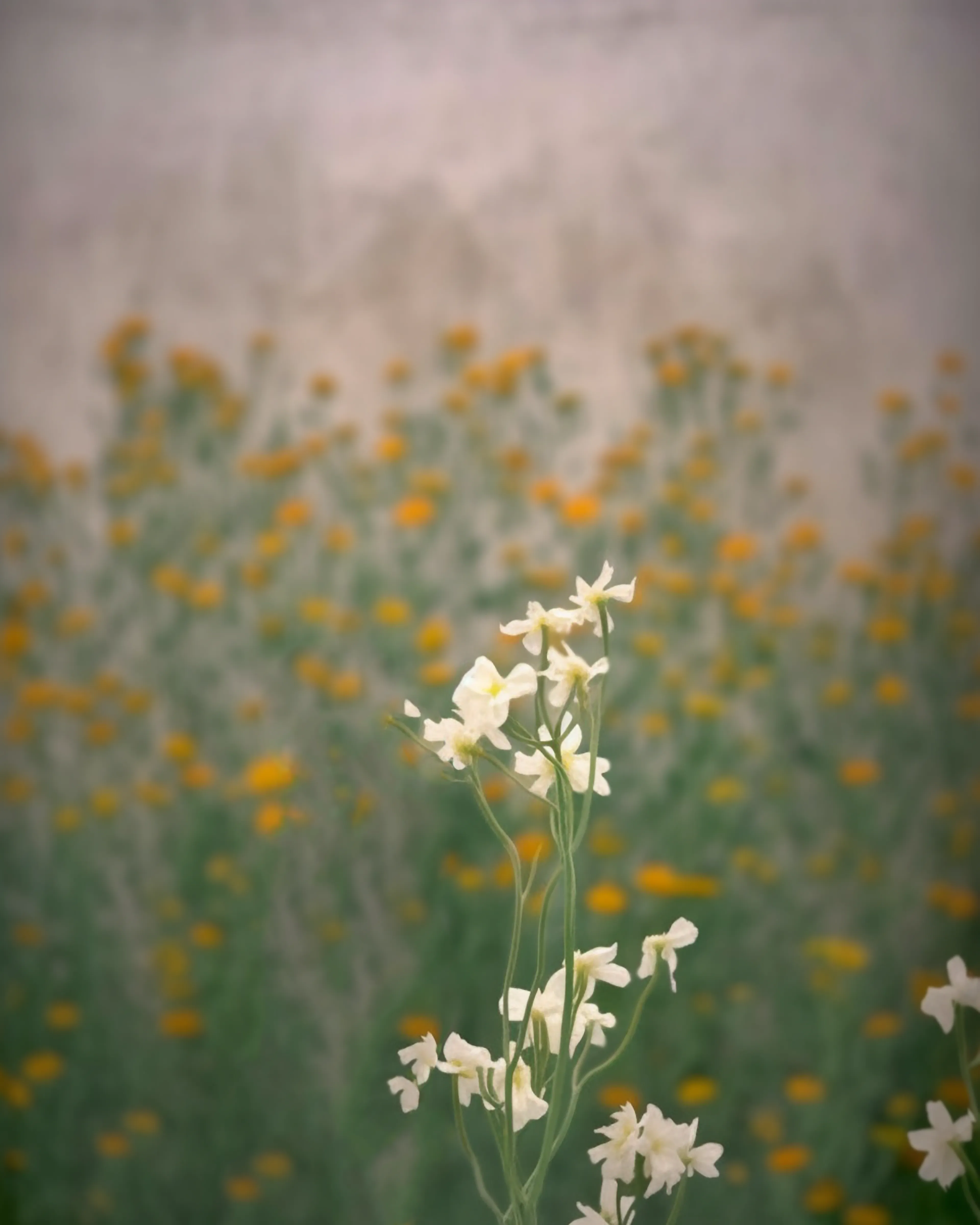Songs of summers past