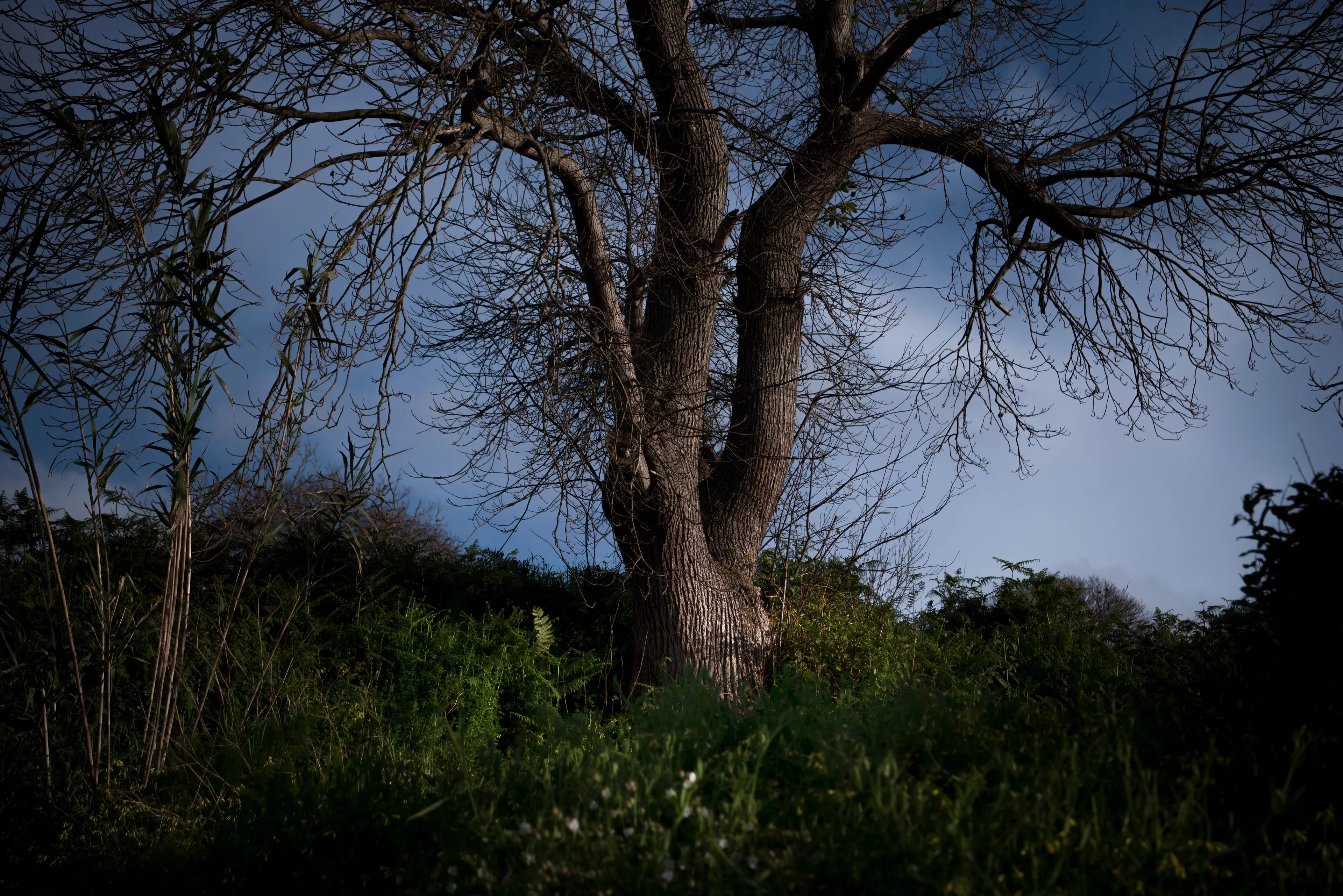 Ravelo · 2021
