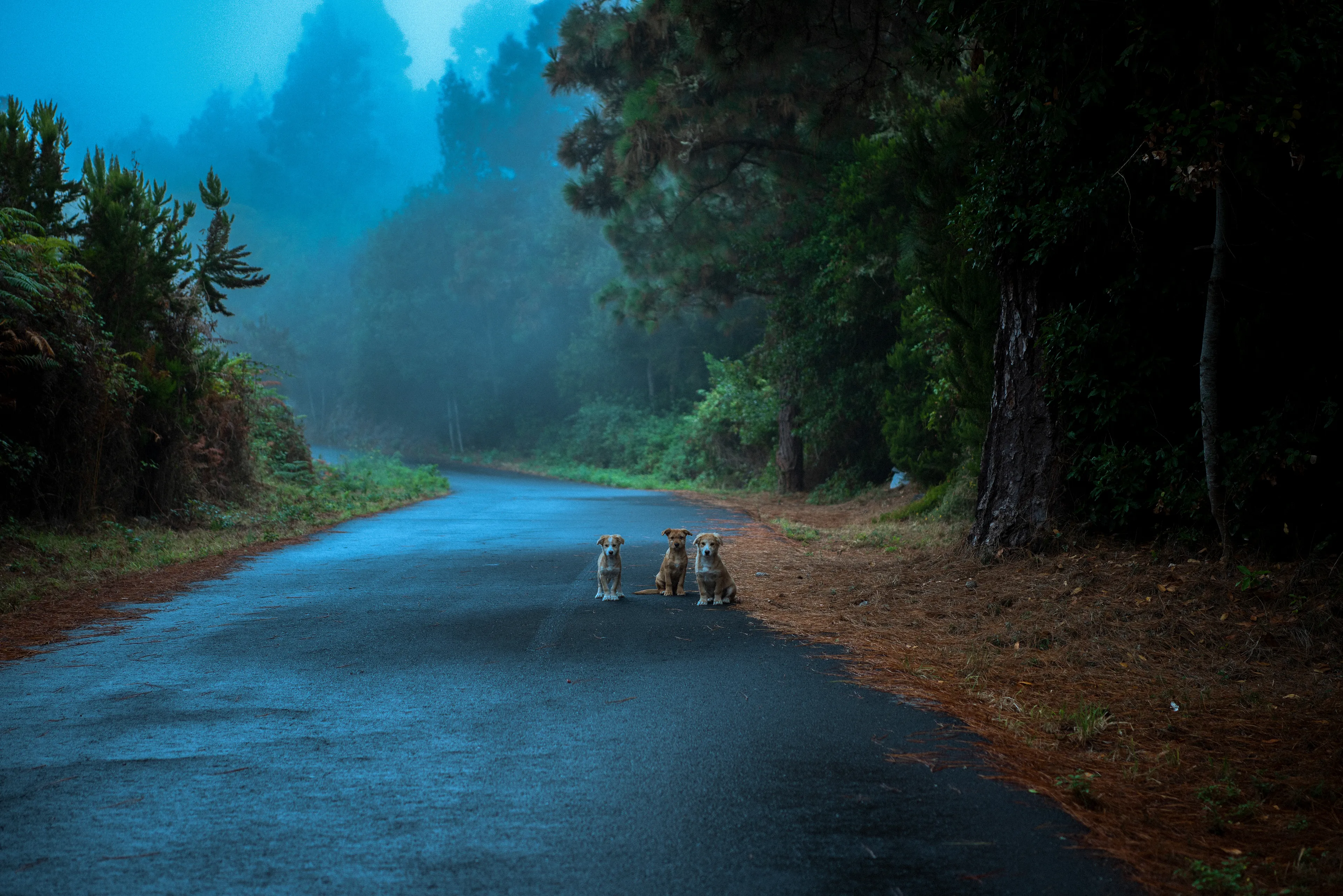 Found these little dogs in an isolated road that cross a forest, as many other times that I have found abandoned or lost dogs. It is heartbreaking.

The funds of this picture will be donated to Adepac Canarias, a local animal help association in Tenerife.

www.adepaccanarias.com

