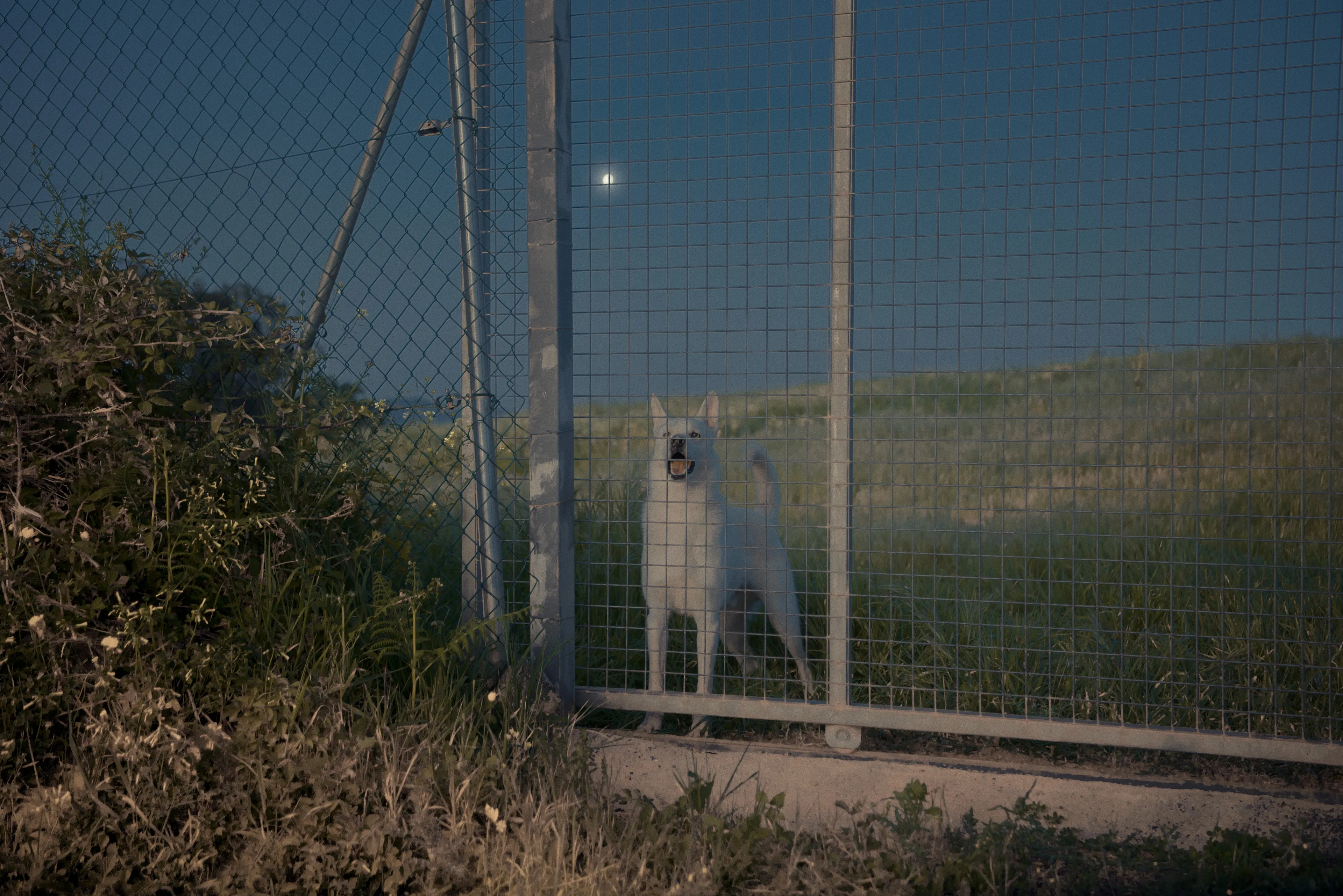 I was shooting around, stopped my car and suddenly appeared this dog. It was one of those moments that everything synchronizes like perfection, true magic.

La Esperanza · 2022