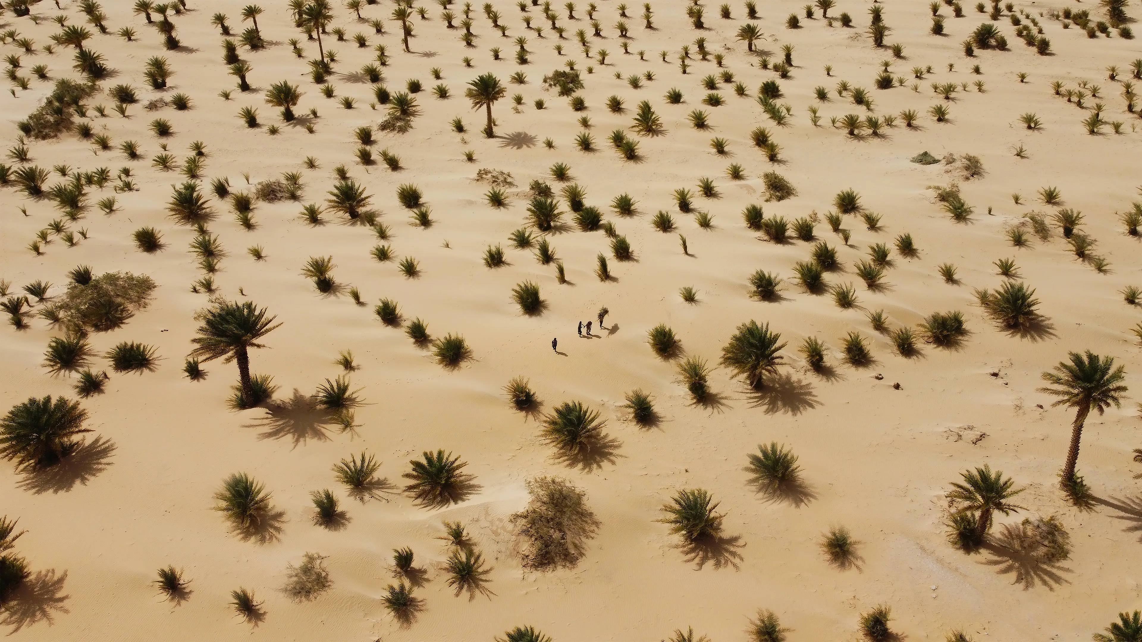 Everything is relative. The meaning of youth or that of childhood. 
In the desert, age is just a number. One is born an adult, with responsibilities. One is soon a man or woman who actively contribute to the community or to the family. This doesn’t mean I haven’t seen children play in the desert, but it’s not normality. 
We were crossing the palm grove of Tichit on foot. 
It extends for about two kms towards the NW. I saw some kids between the palm trees playing and joking with each other. One of them was carrying a bundle of dry palm leaves over his head while the others laughed and chased each other. It was almost noon; the sun was high and beating down on our heads. The scene reminded me that no matter how hard life can be, no matter where you are, it doesn’t take much to smile. I couldn’t help but capture the simplicity, but power of this moment framed in this surreal context. 
A young palm grove crossed by young boys, The Palm Boys. 
To make the scene even more dramatic, the strong wind moved the crown of the palm trees while everything below them moved slower.