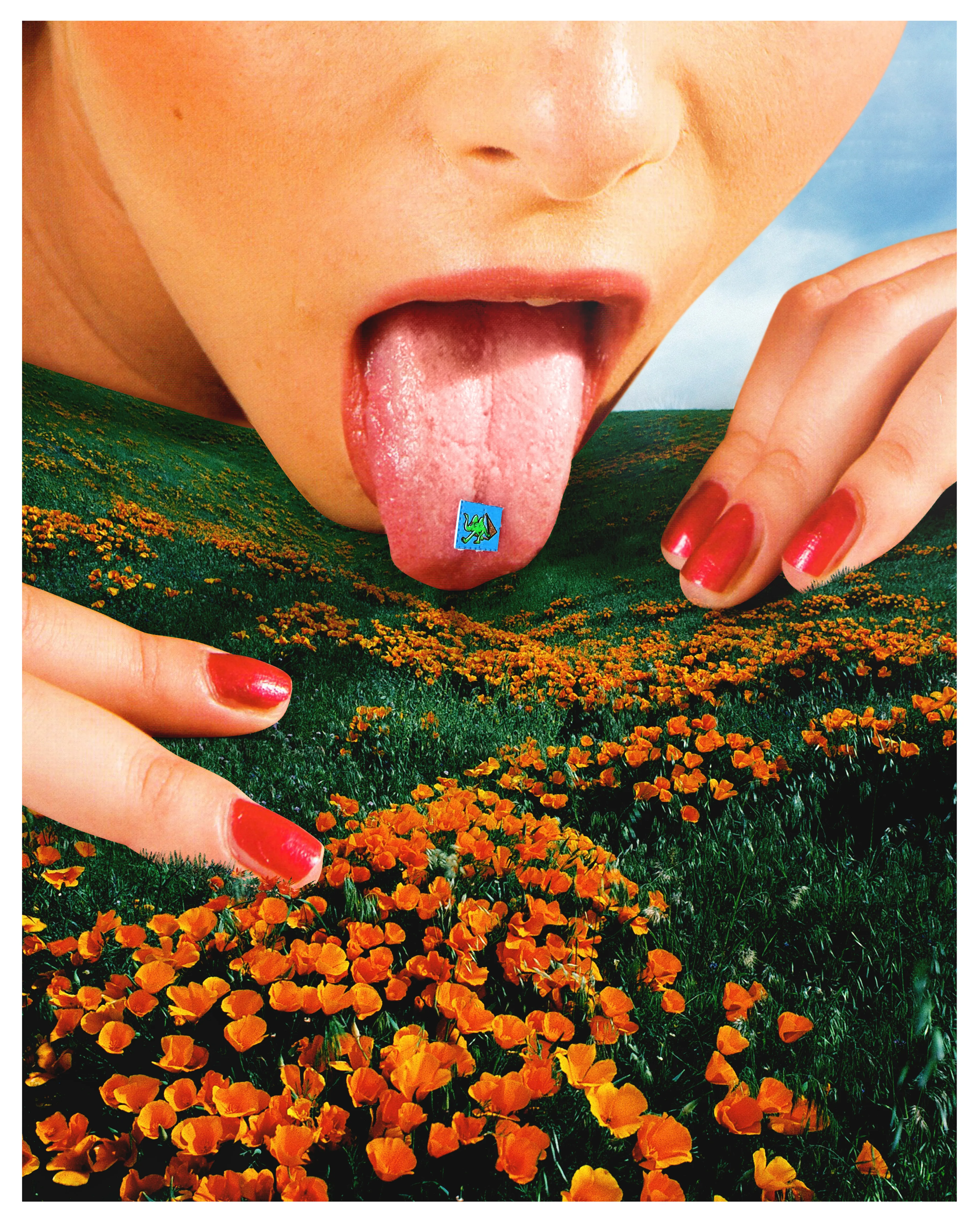 POPPY FIELDS AND AC1DRAPS