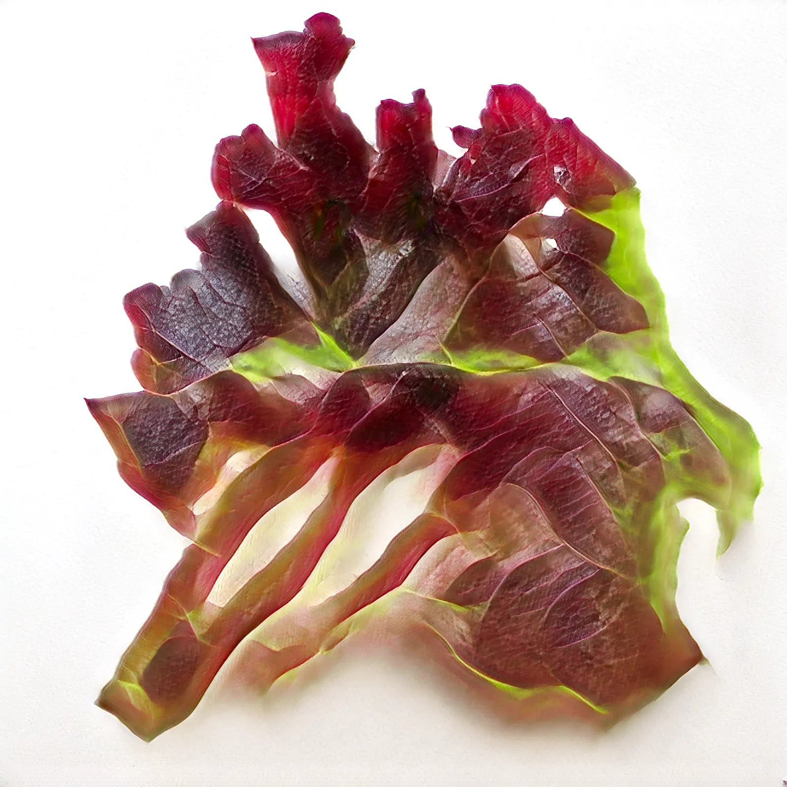 GANs trained on lettuce