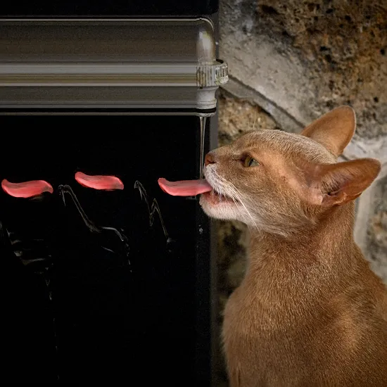Cat sending a secret message with his tongue