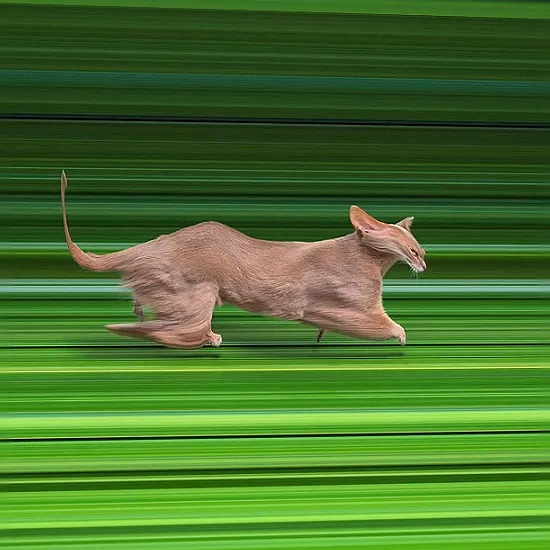 A cat slows down in front of a line of green leaves. The line magically expands into a digital abstract space. The cat steps in and gets lost into this time and space vortex.