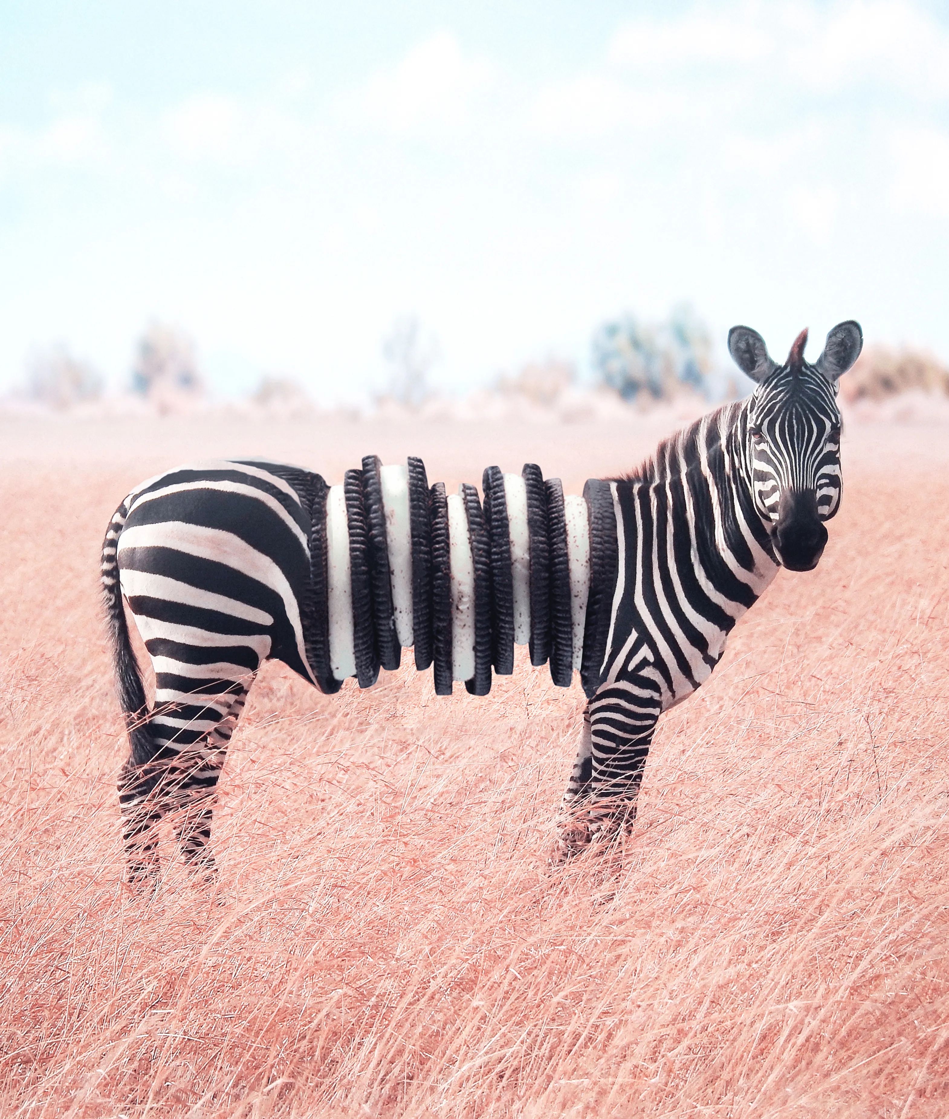 Is this how lions see zebras? From the Hybrid Series.