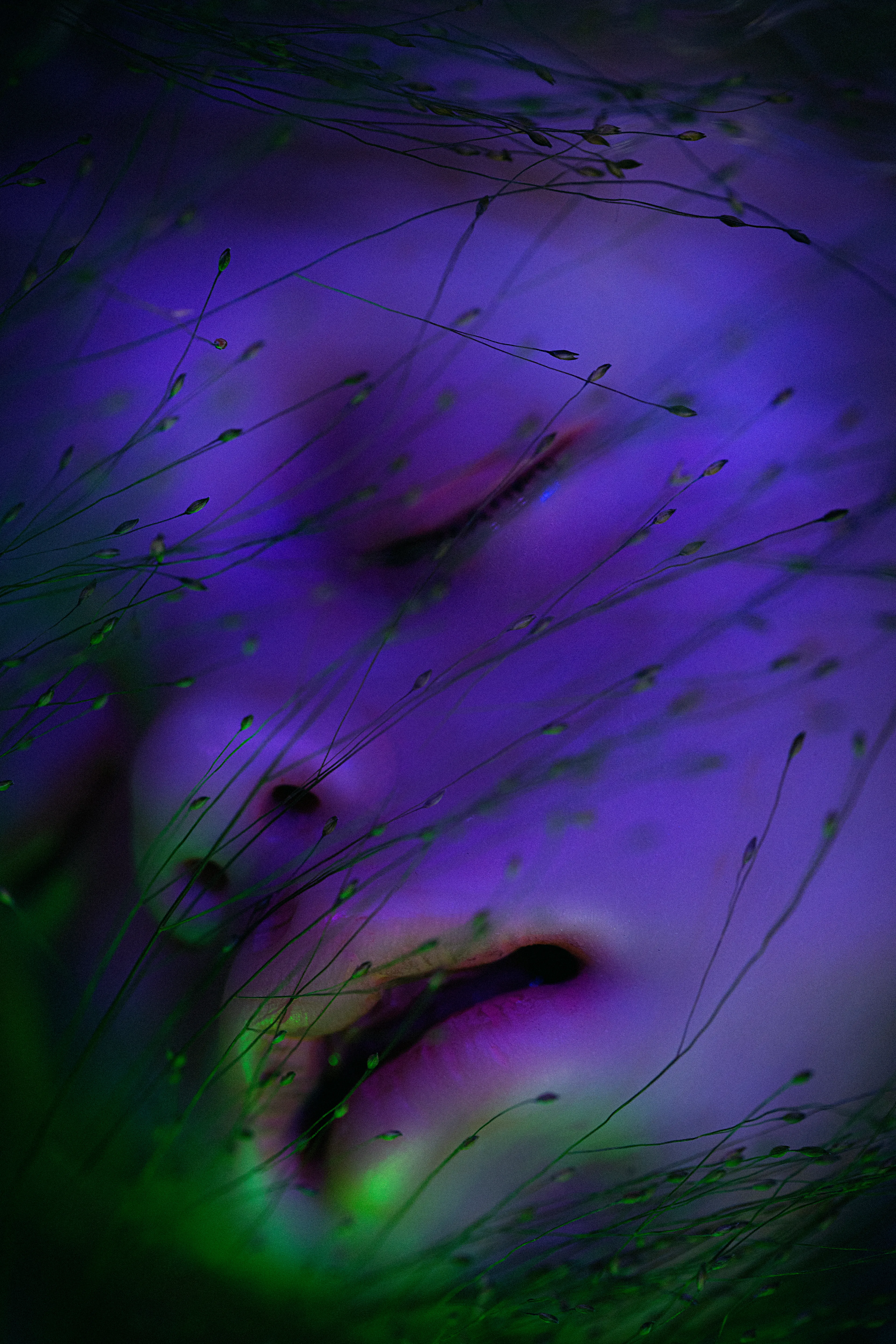 Mixed digital art. Collaboration with the Japanese doll designer Midori Hayashi. Her magnificent and terrifying at the same time dolls were photographed by Yulia Shur and exhibited in Tokyo in December 2020 at the Vanilla gallery. 1/1 edition. 4463 x 6695.