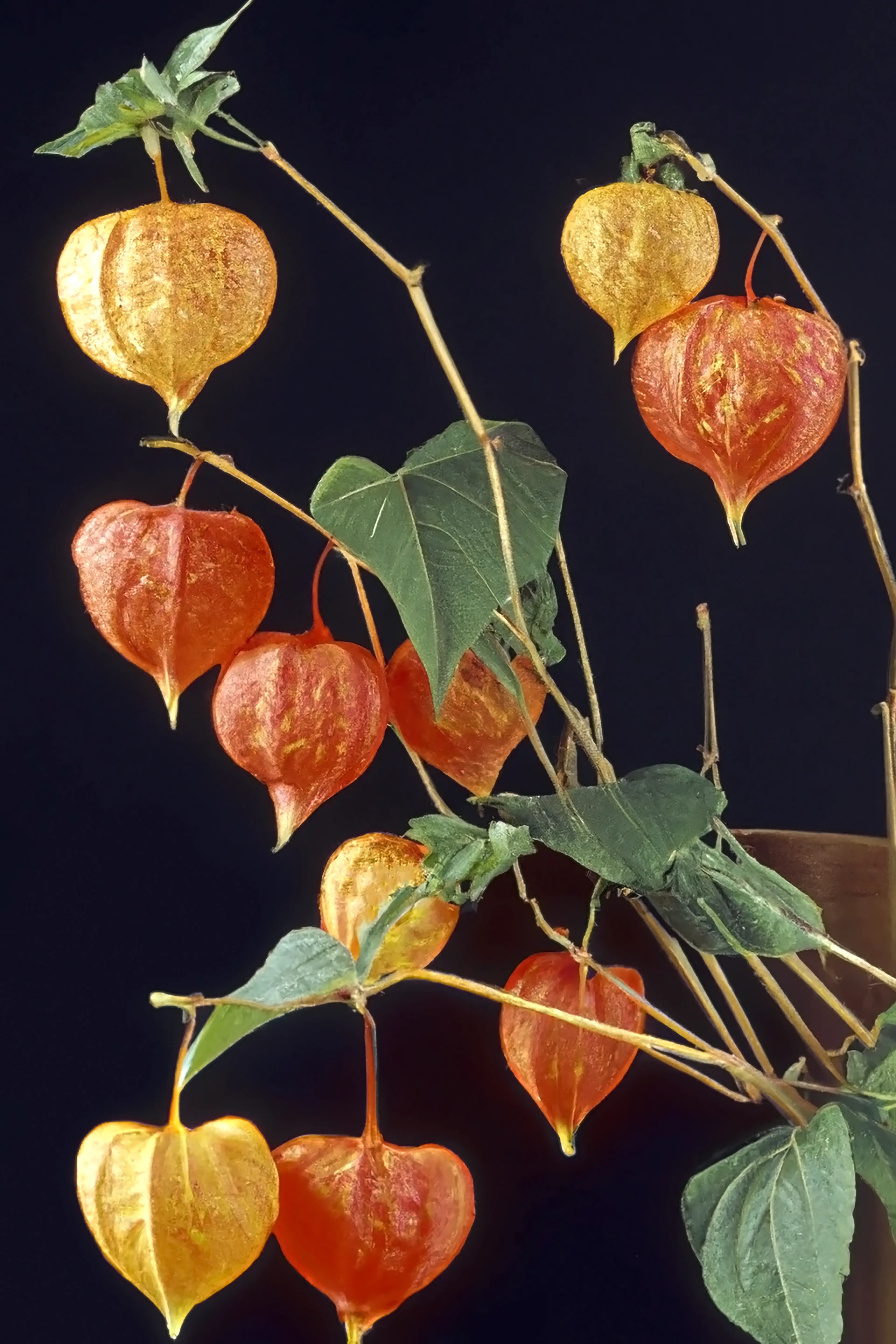 Art without flowers is unimaginable  
AI assisted studies