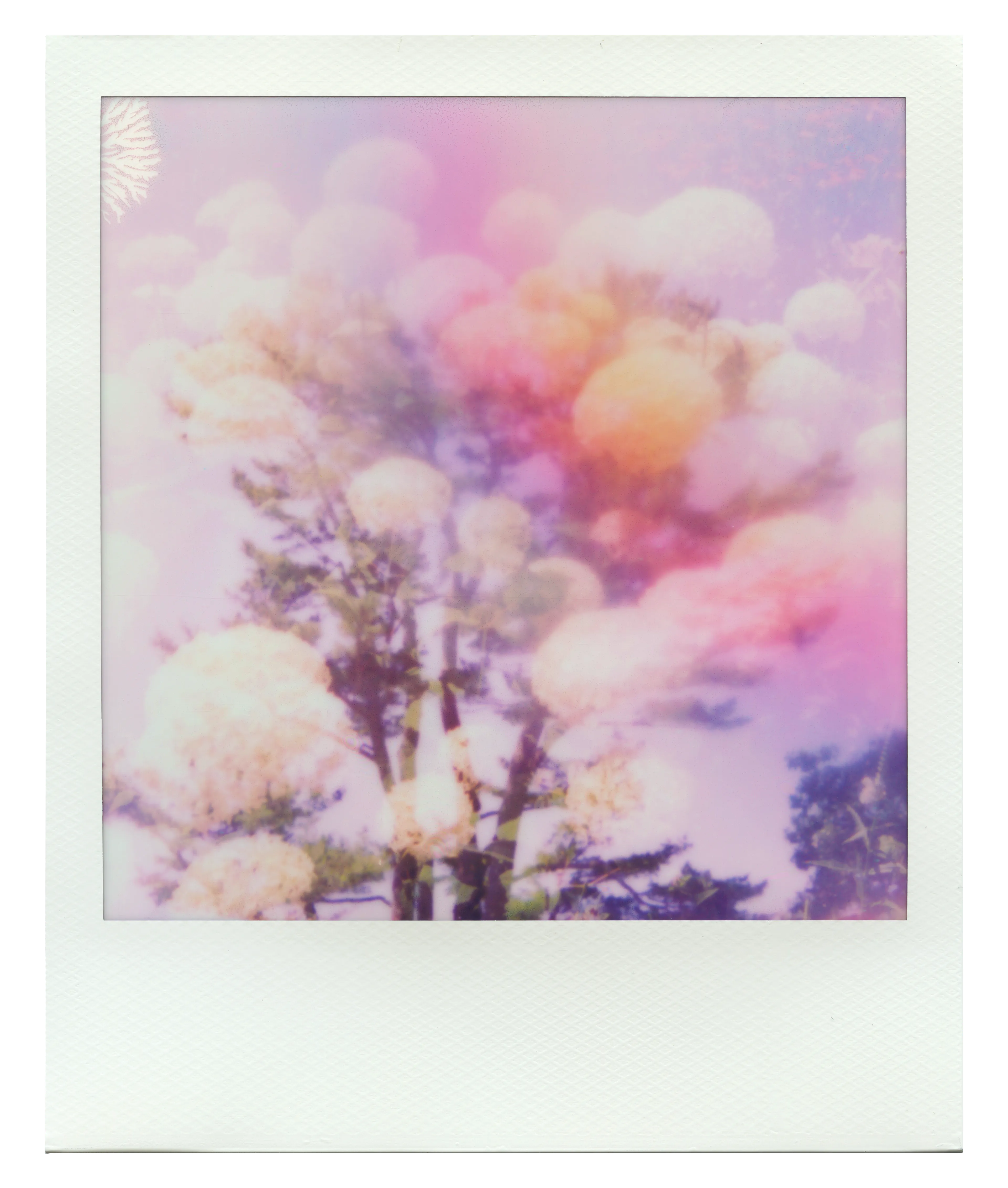 May Summer never end. That feeling at the end of a sun and water-filled day after entering flow state with nature. 

Endless Summer Manifestations are created by visual artist Jennifer Panepinto, QuantumSpirit. 

Each token contains the intention of positive energy.  In addition, each token contains the intention of the feeling of summer bliss.

The image and color effects are captured entirely on the original instant film print.