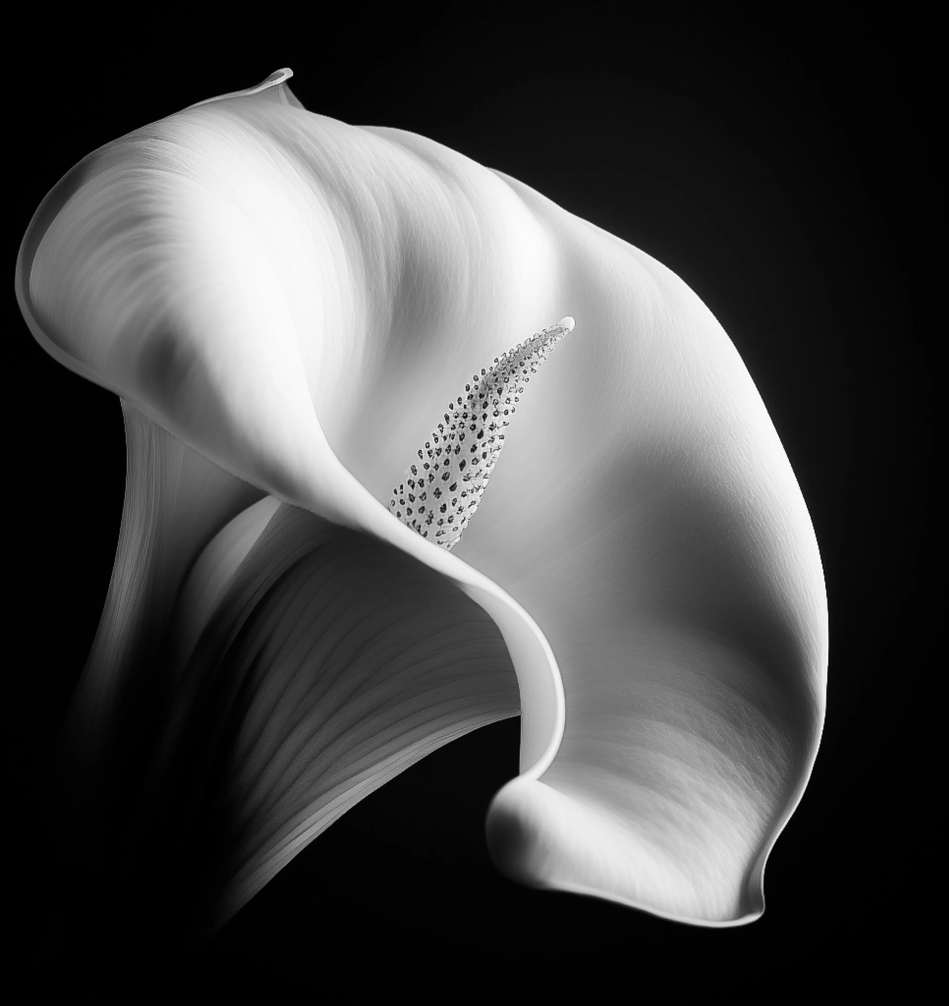 Calla Lily.