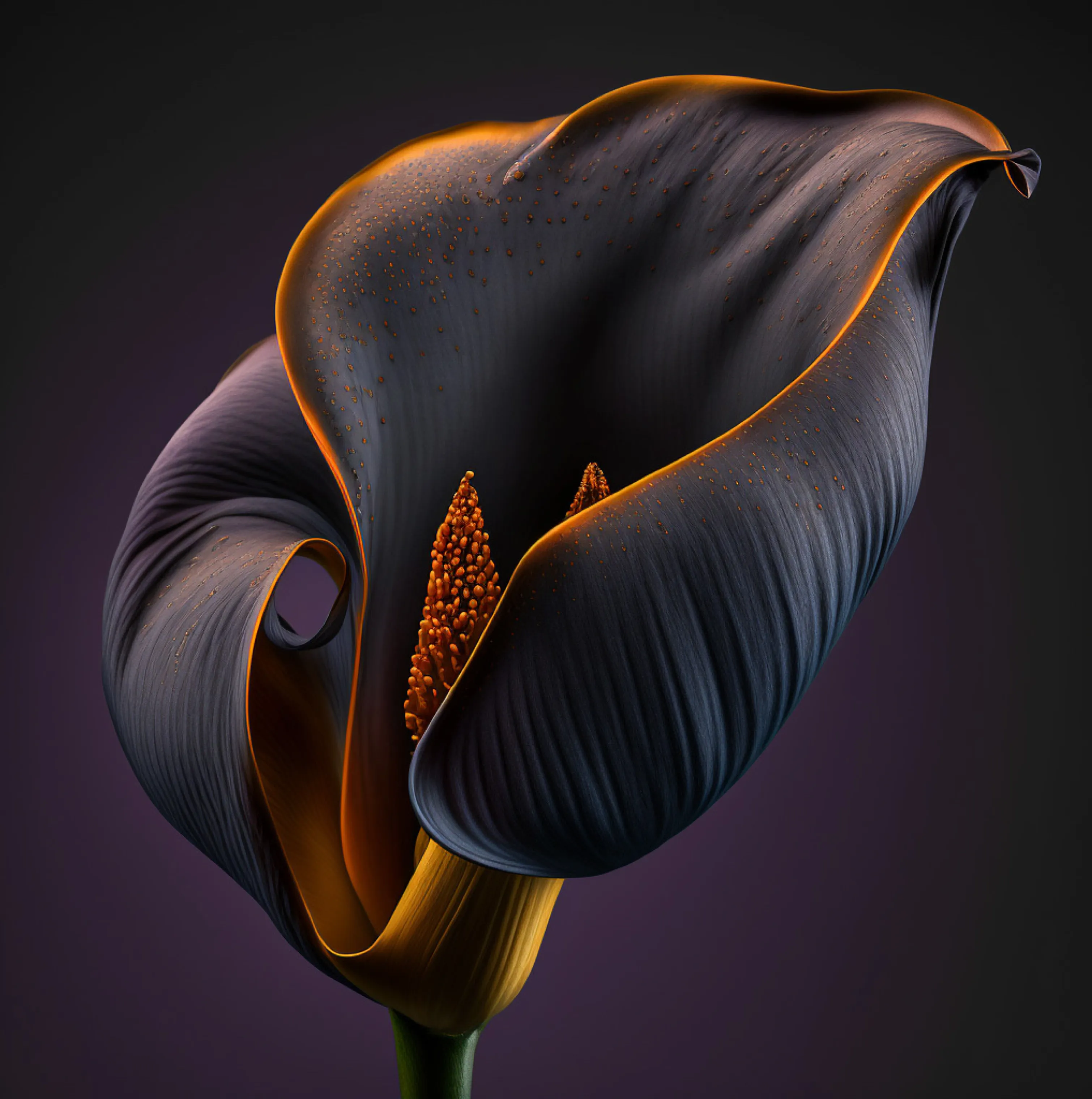 Rare Calla Lilly.