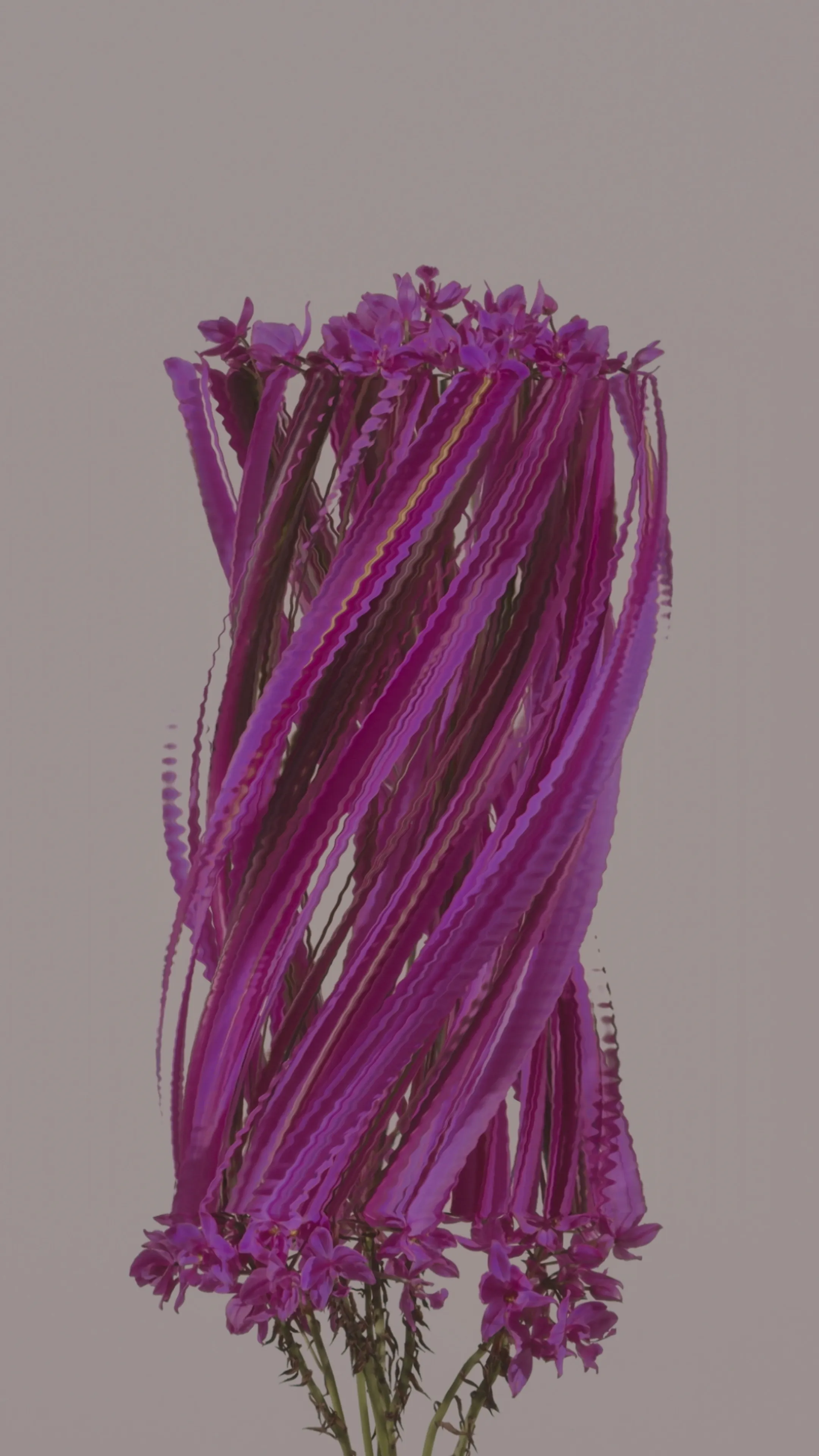 Ground Orchid (spathoglottis plicata)

1/1  

