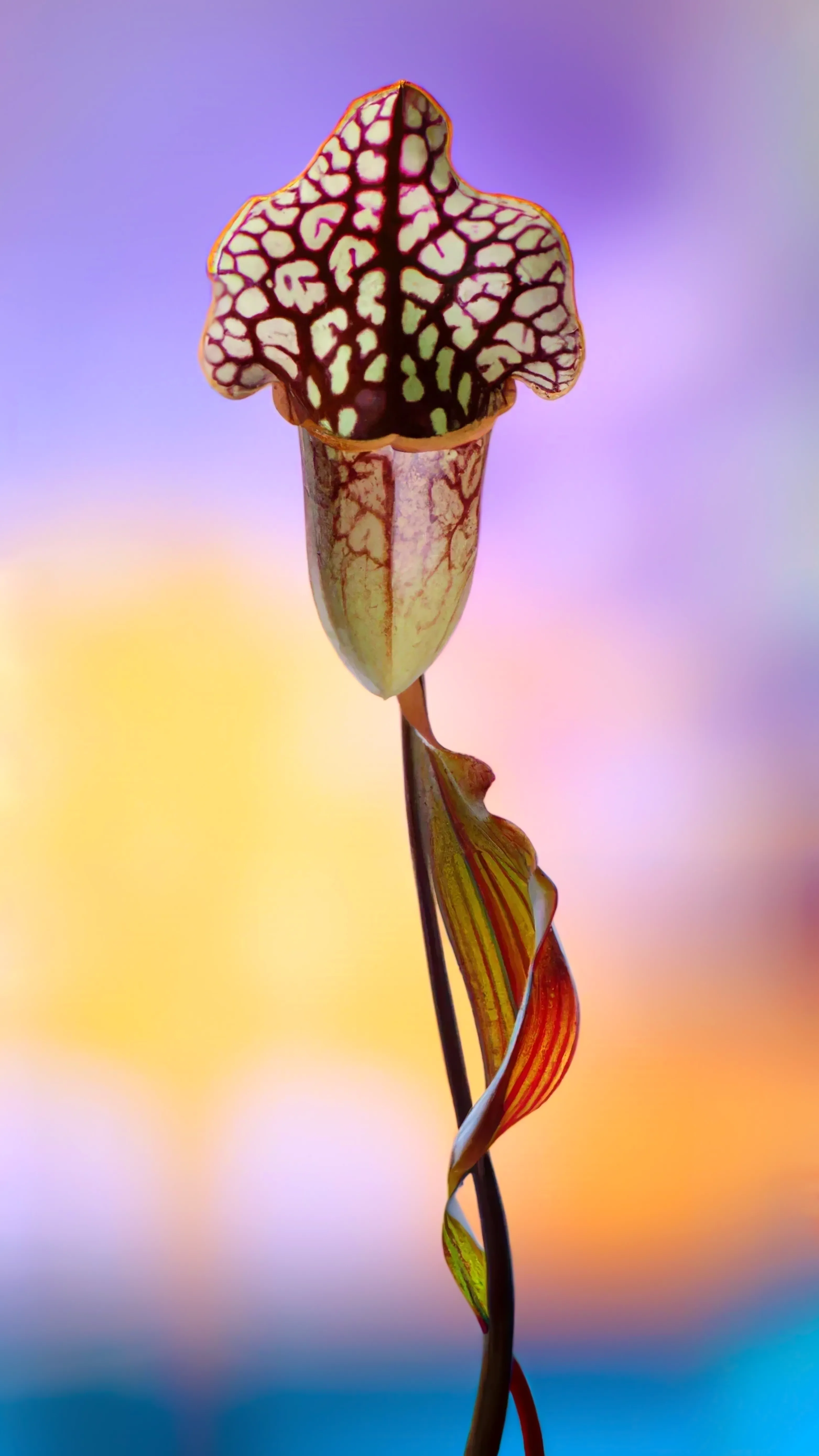 Art without flowers is unimaginable.

Each species is a portrait of an organism that may or may not look familiar but is, in fact, a hybrid created in collaboration with AI, an exploration into a new nature.
