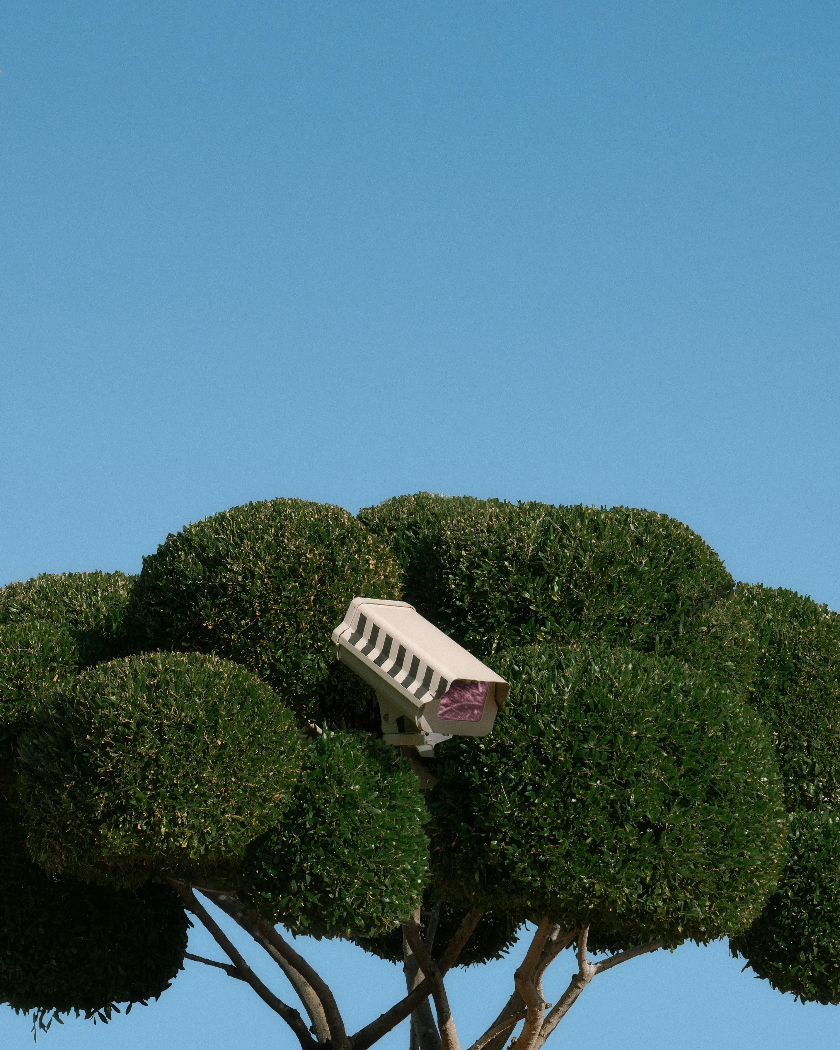 botanical guardian #009