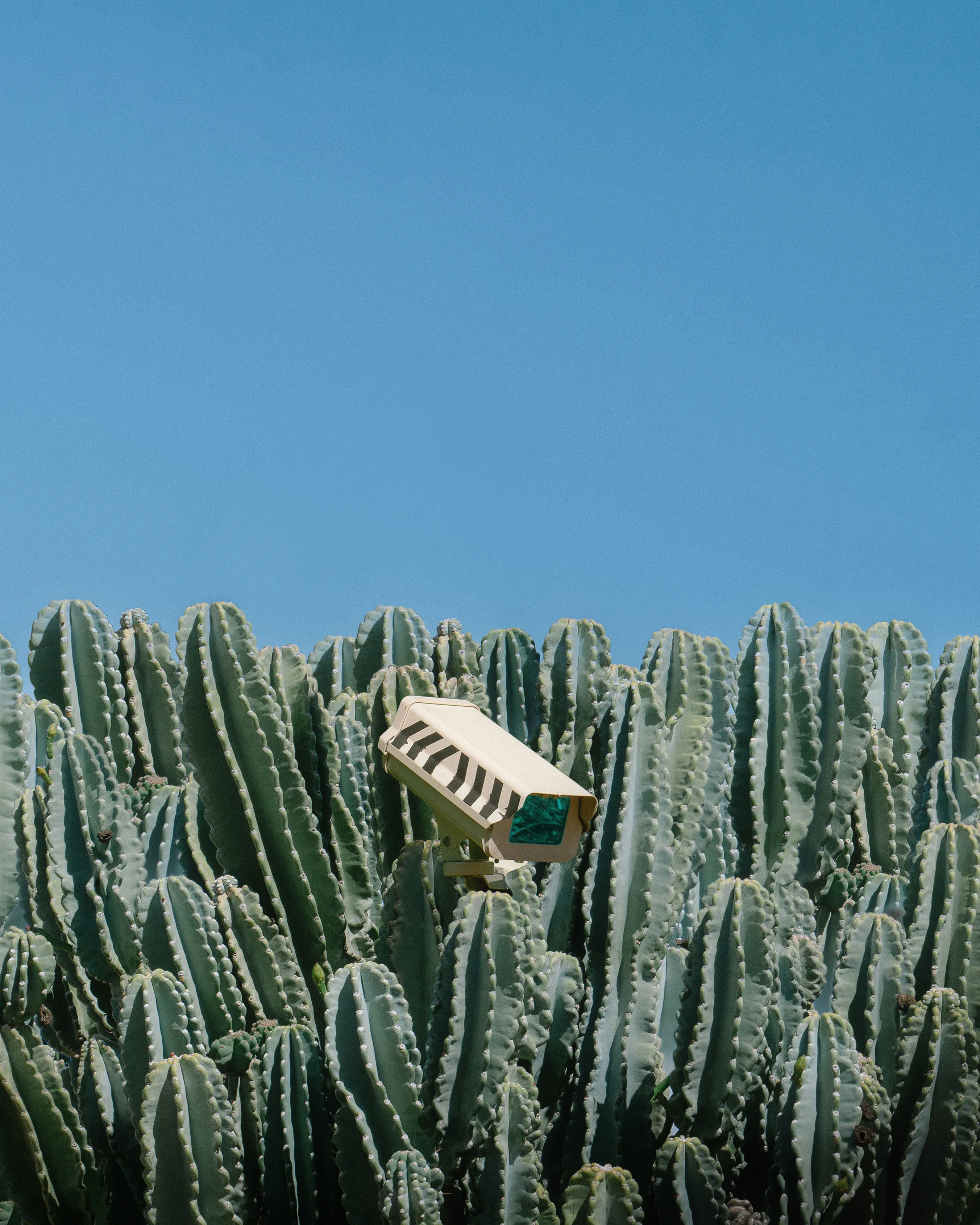 botanical guardian #005