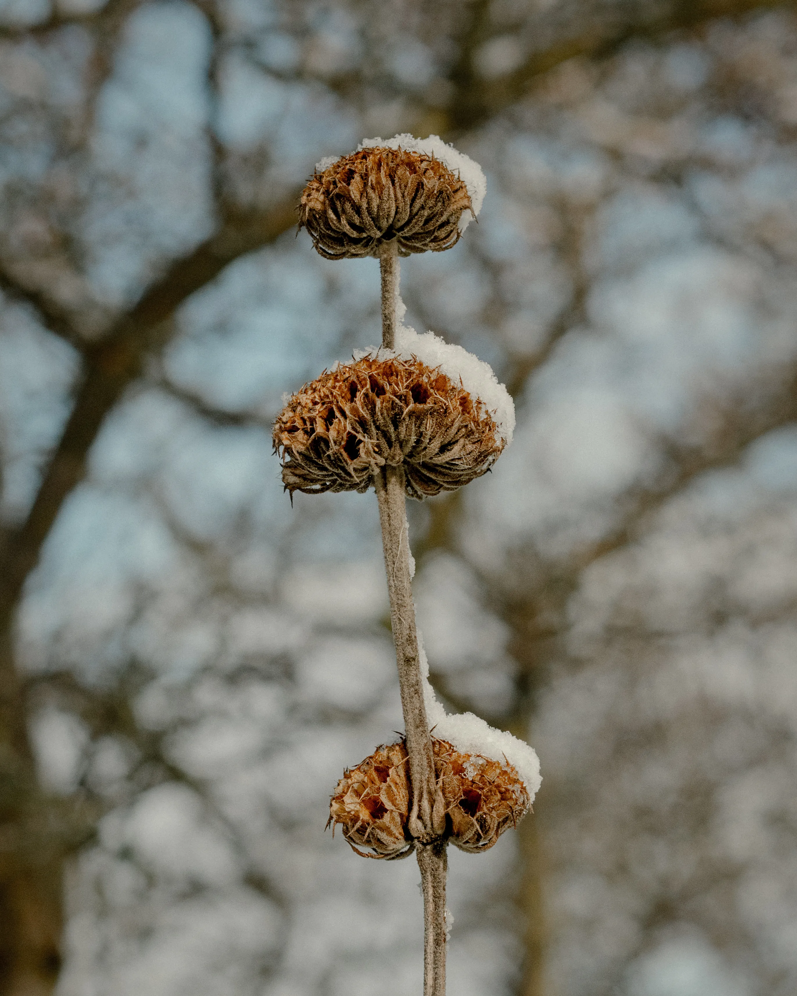 Jerusalem sage

31.03.2022