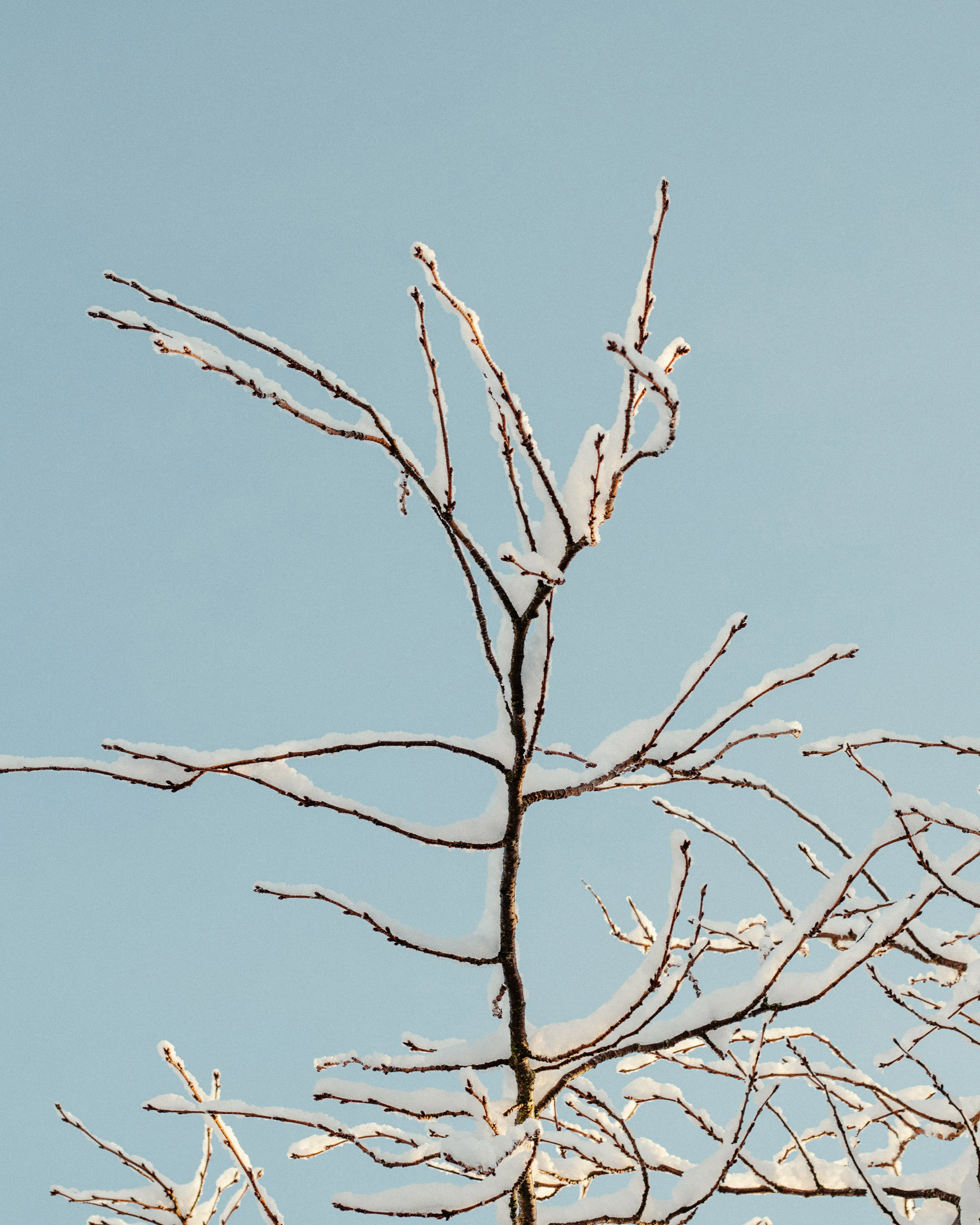 Tree branch.

19.01.2021
