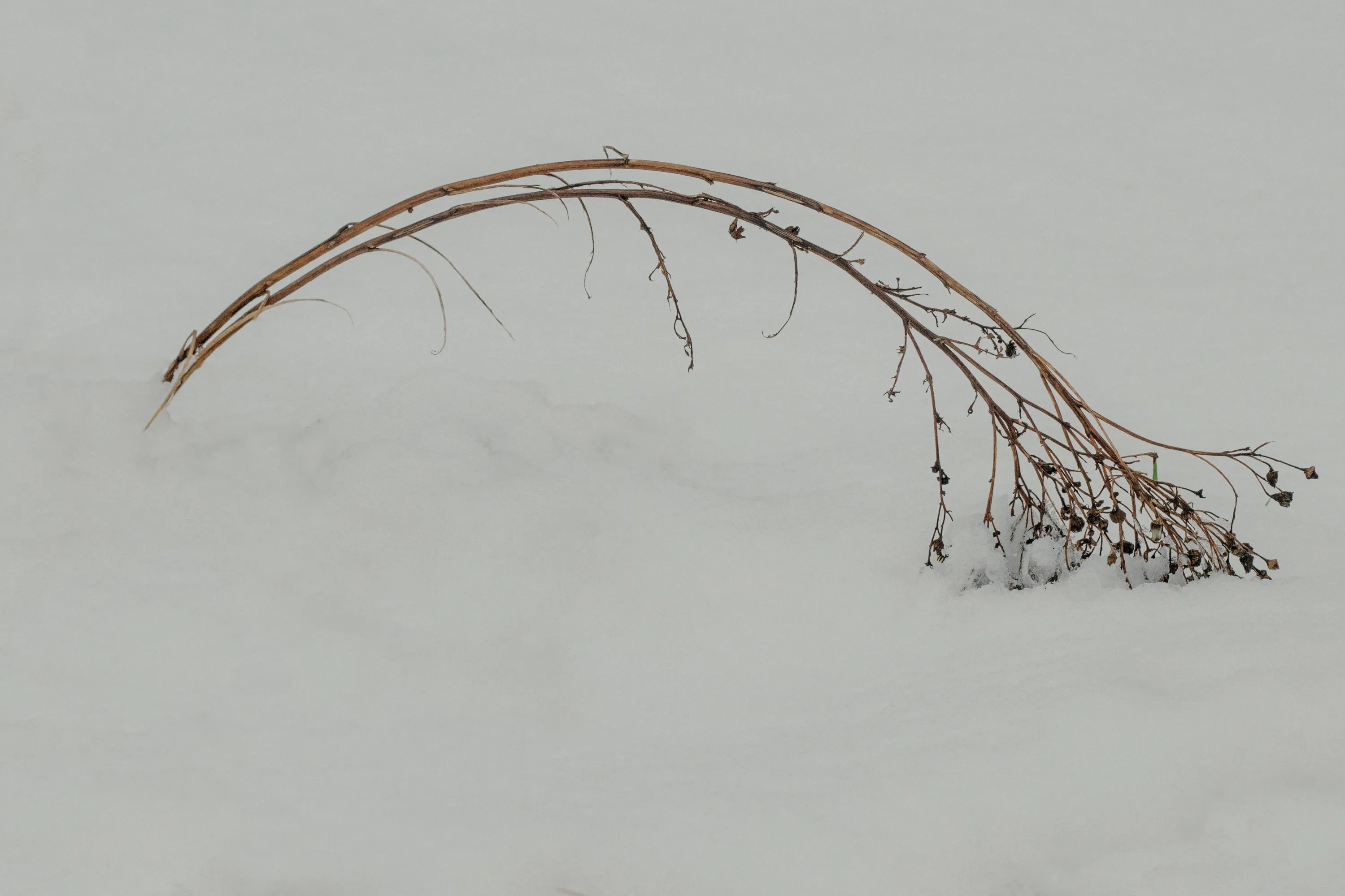 Common tansy.

27.11.2021