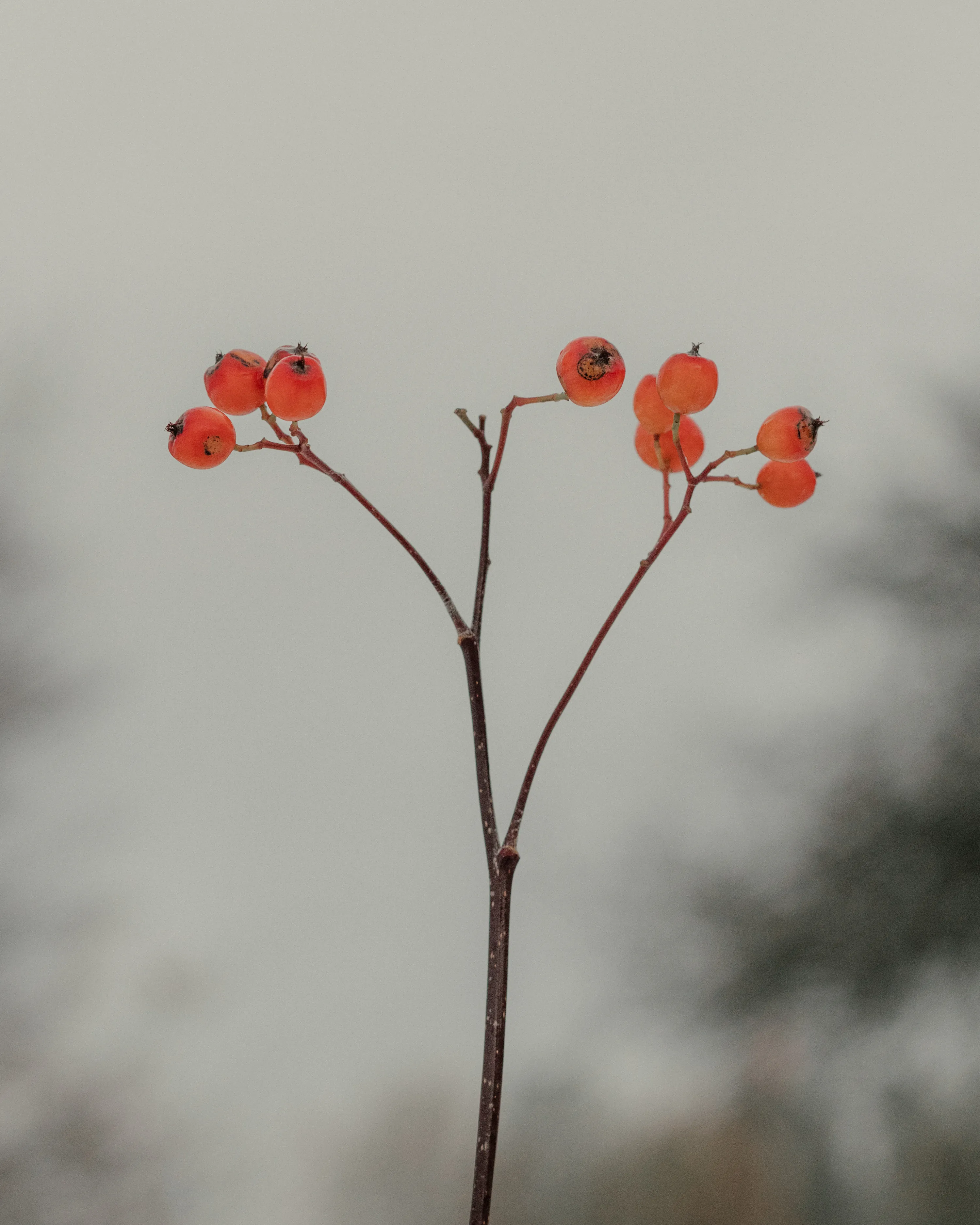 Winterberry.

27.11.2021