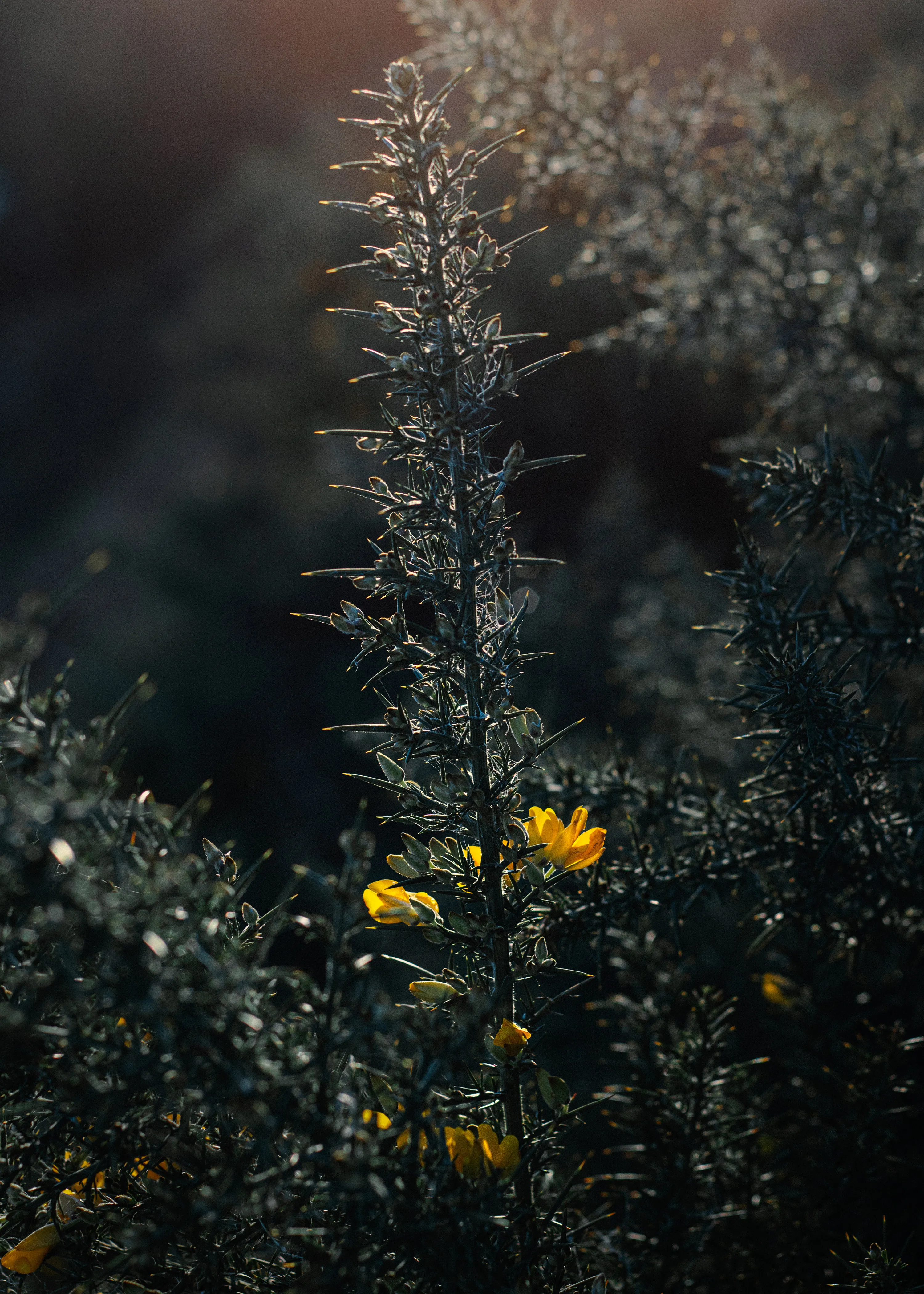 Common gorse.

13.01.2021