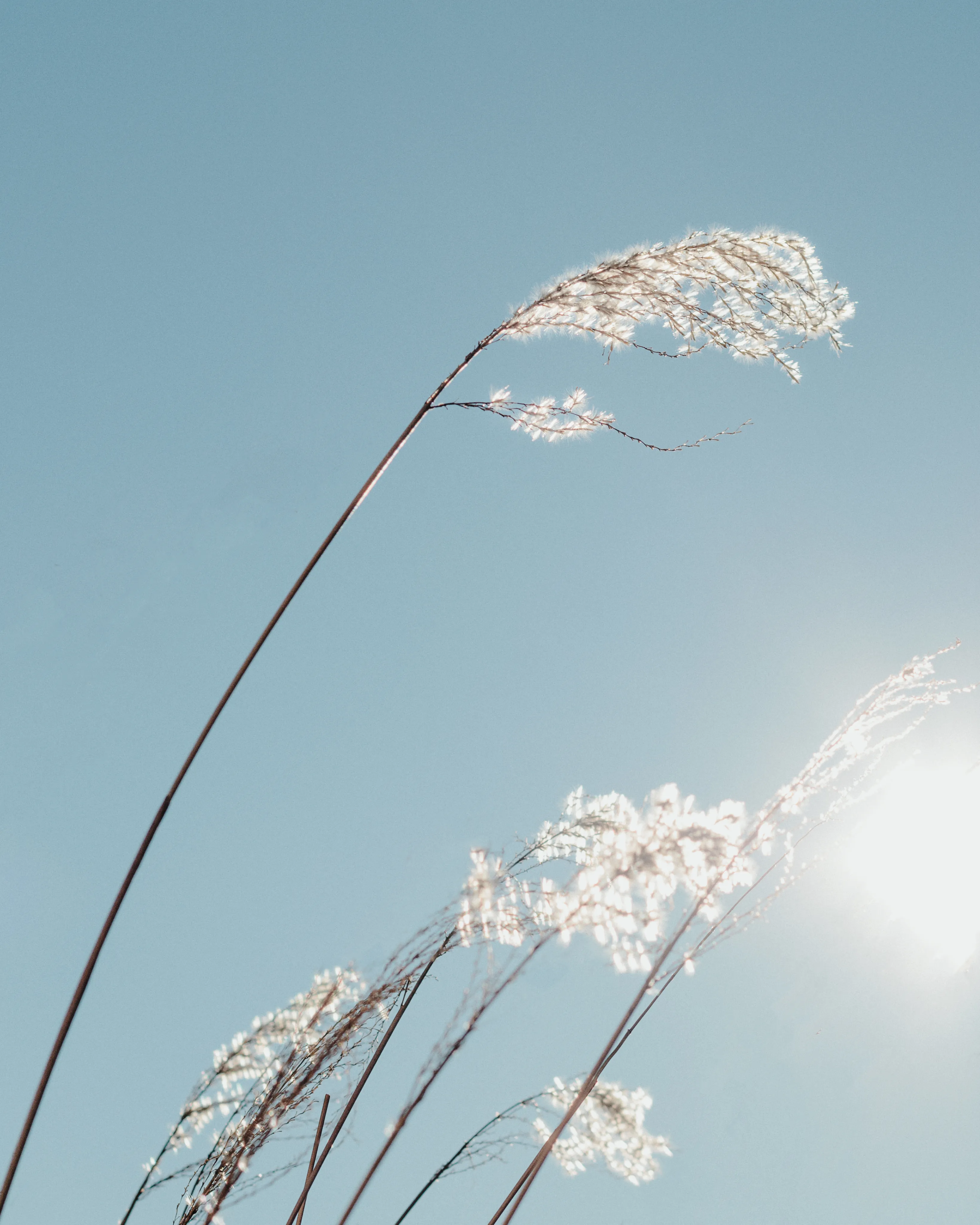 Silver grass

17.01.2023