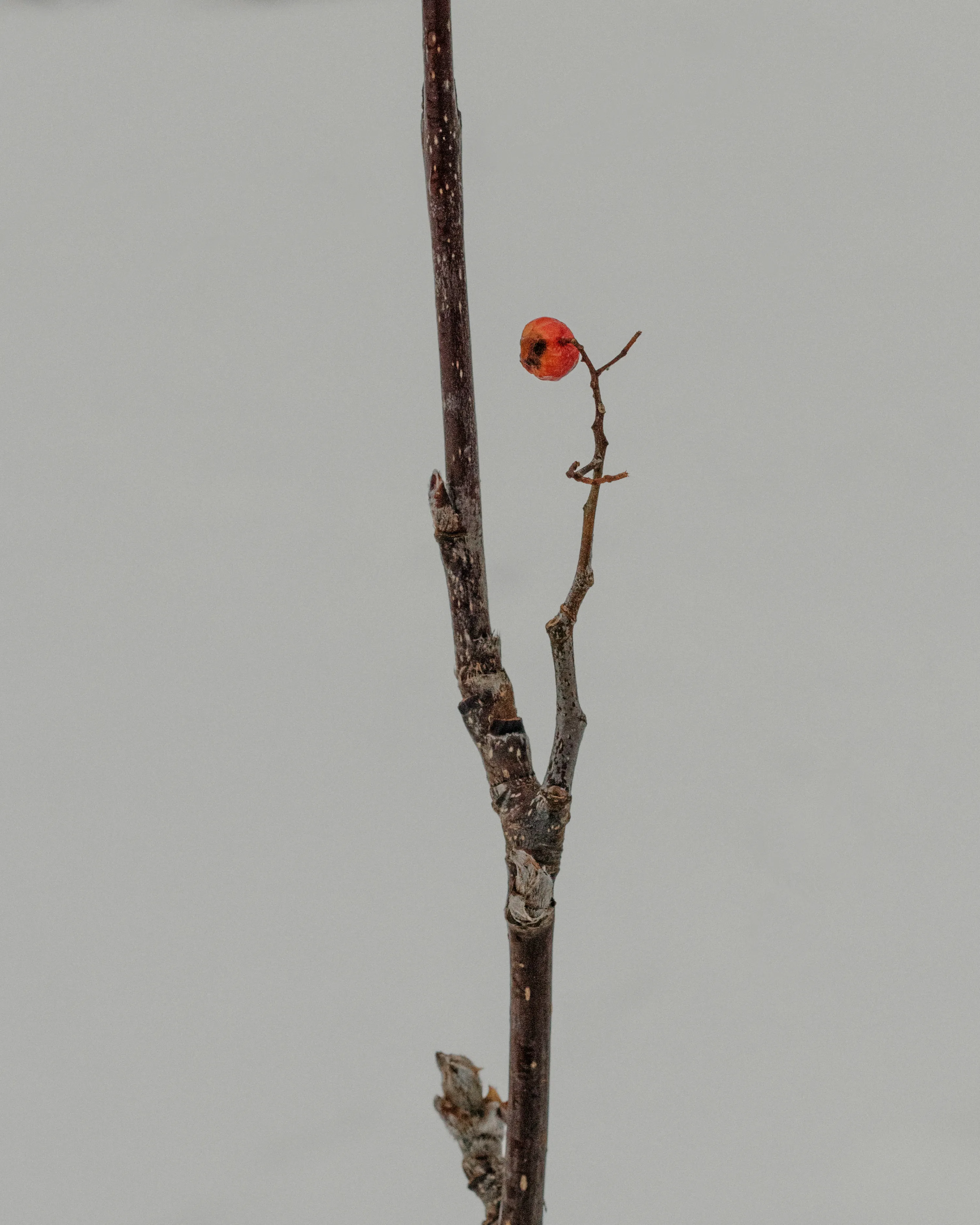 Winterberry.

27.11.2021