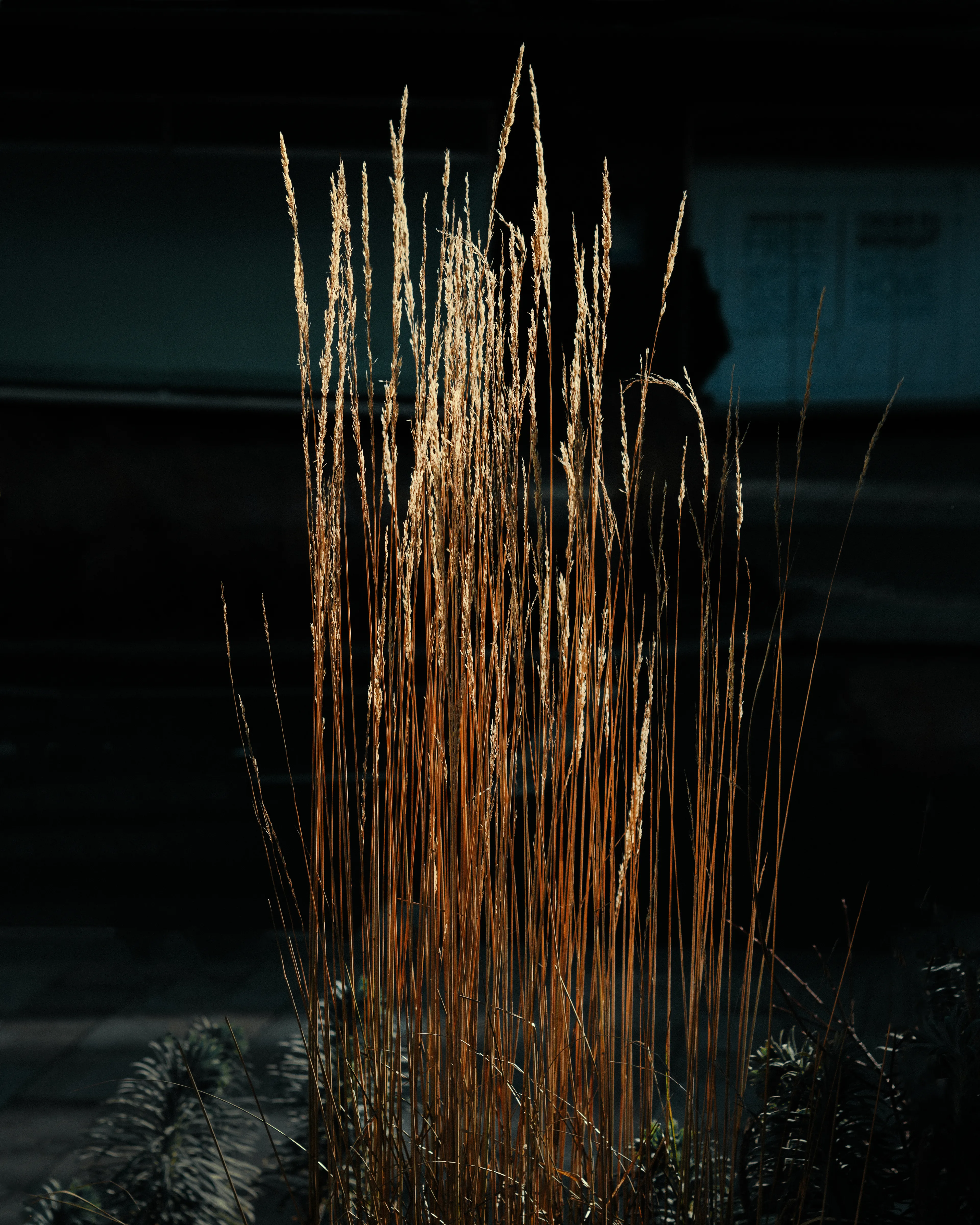 Moor grass

17.01.2023