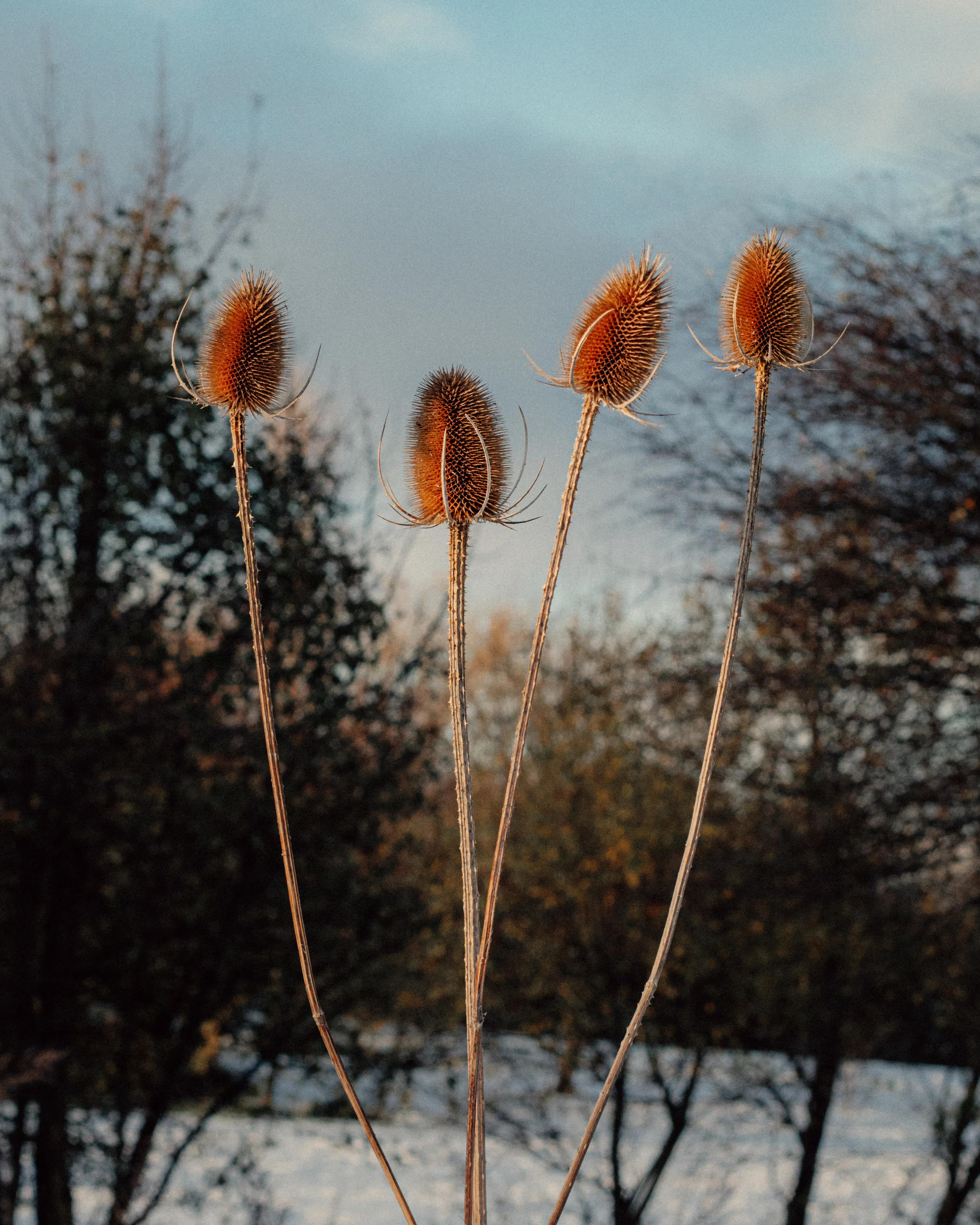 Wild teasel.

29.11.2021