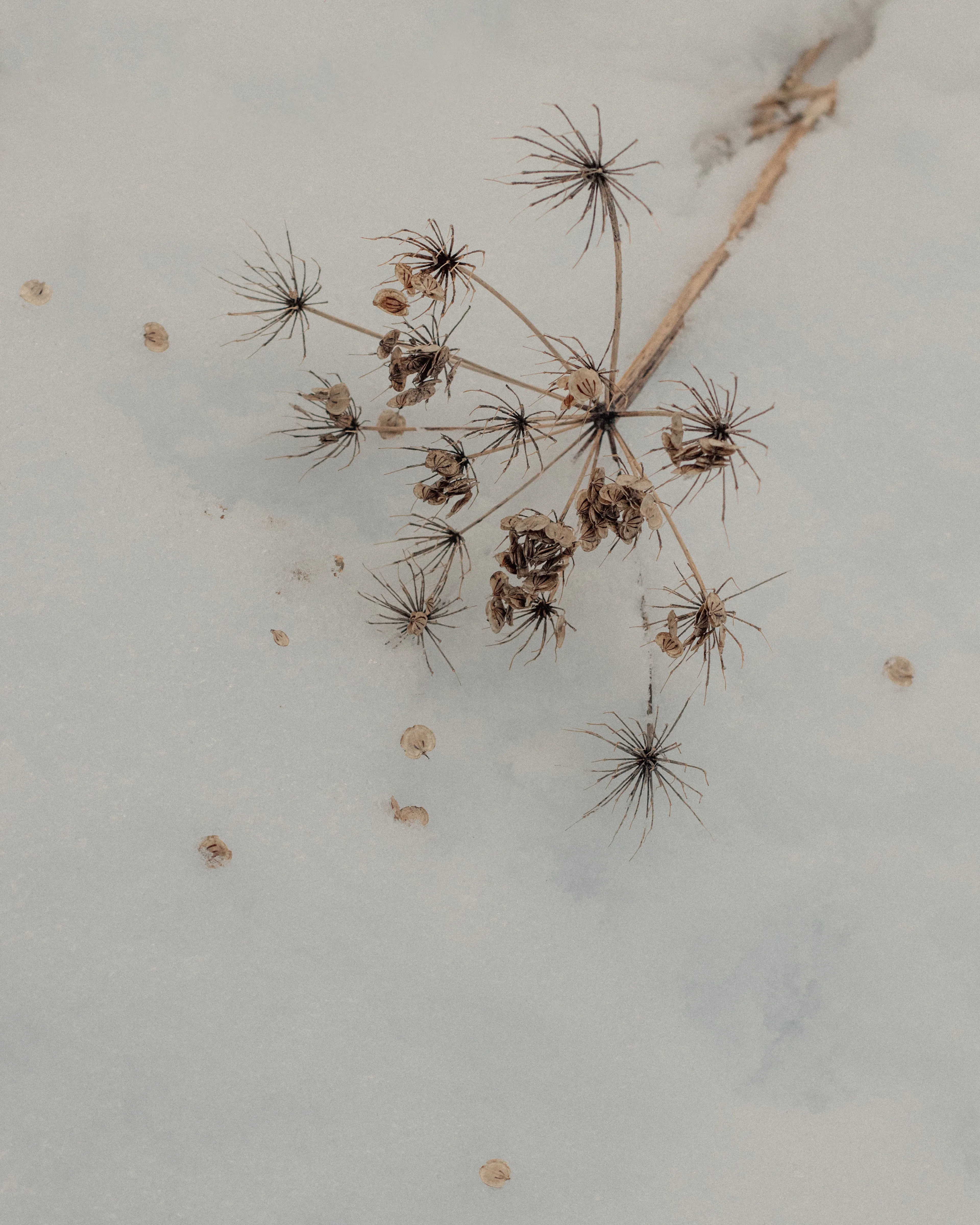 Cow parsnip.

29.11.2021