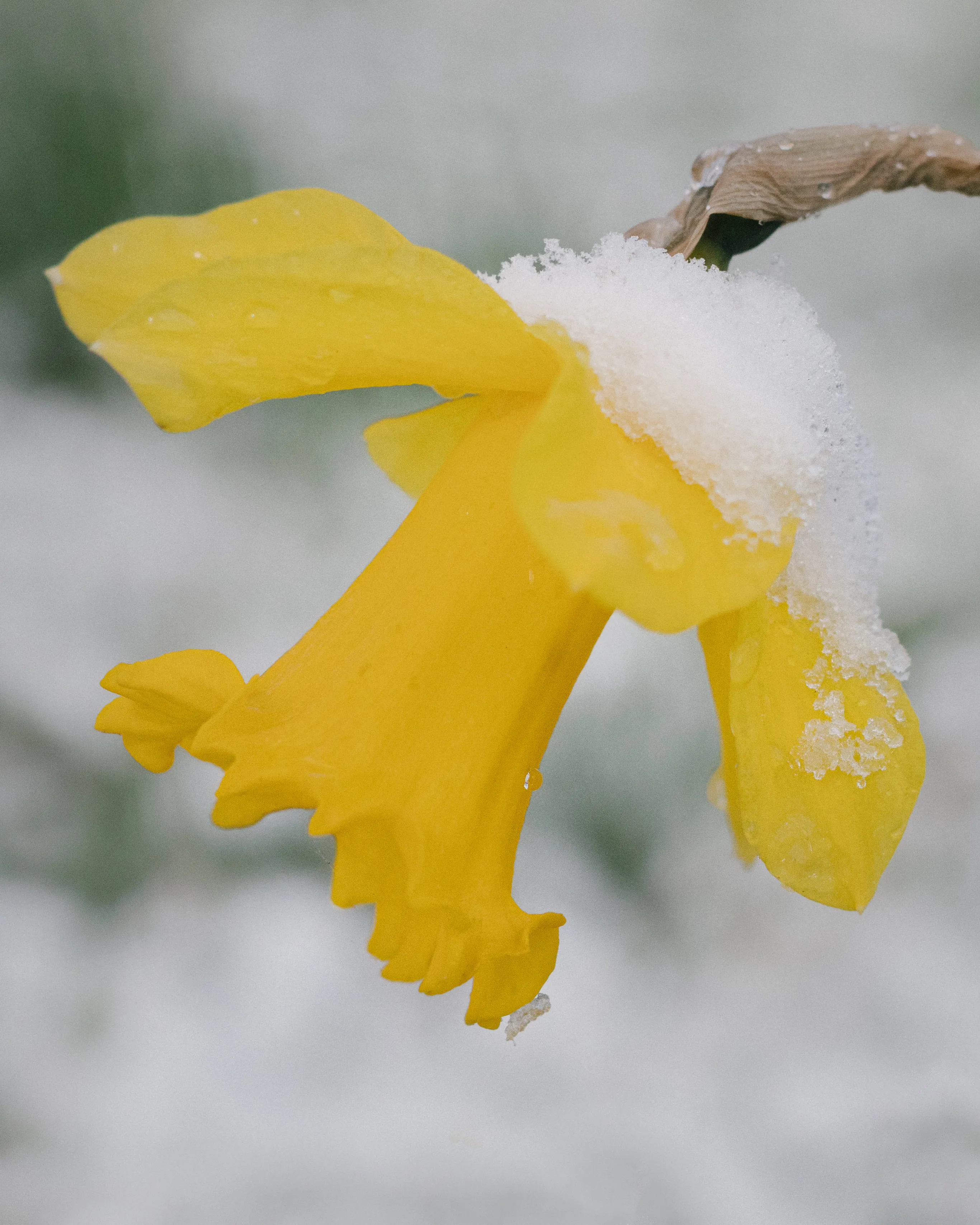 Daffodil

31.03.2022