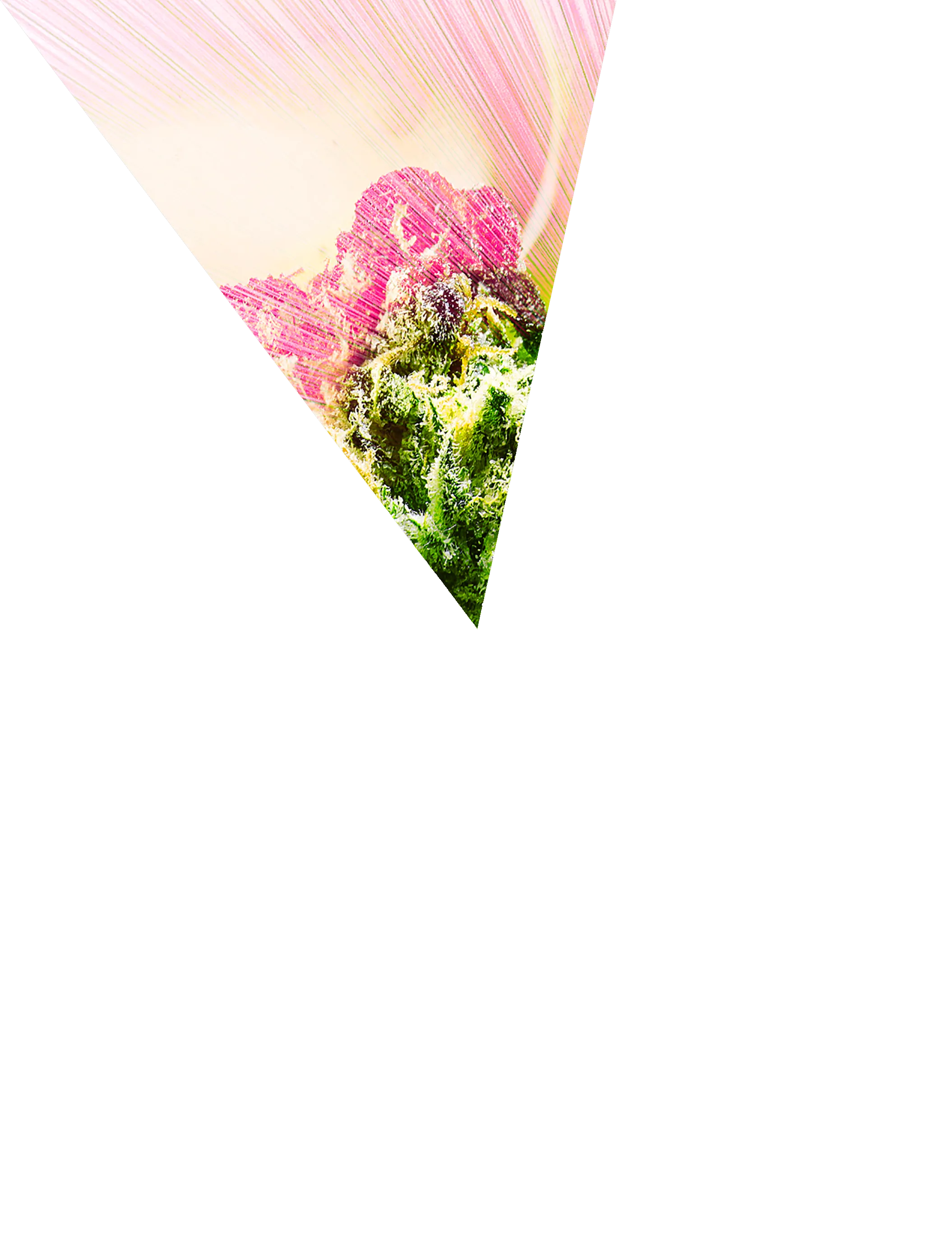 This is a GISELX original artwork cross-sectioned into 6 pieces tokenized as unique 1/1 NFTs. This piece of the bud is part 3 of 6. You now hold a piece of the 420 CELEBRATION EDITION of 2020! Giselflorez.com