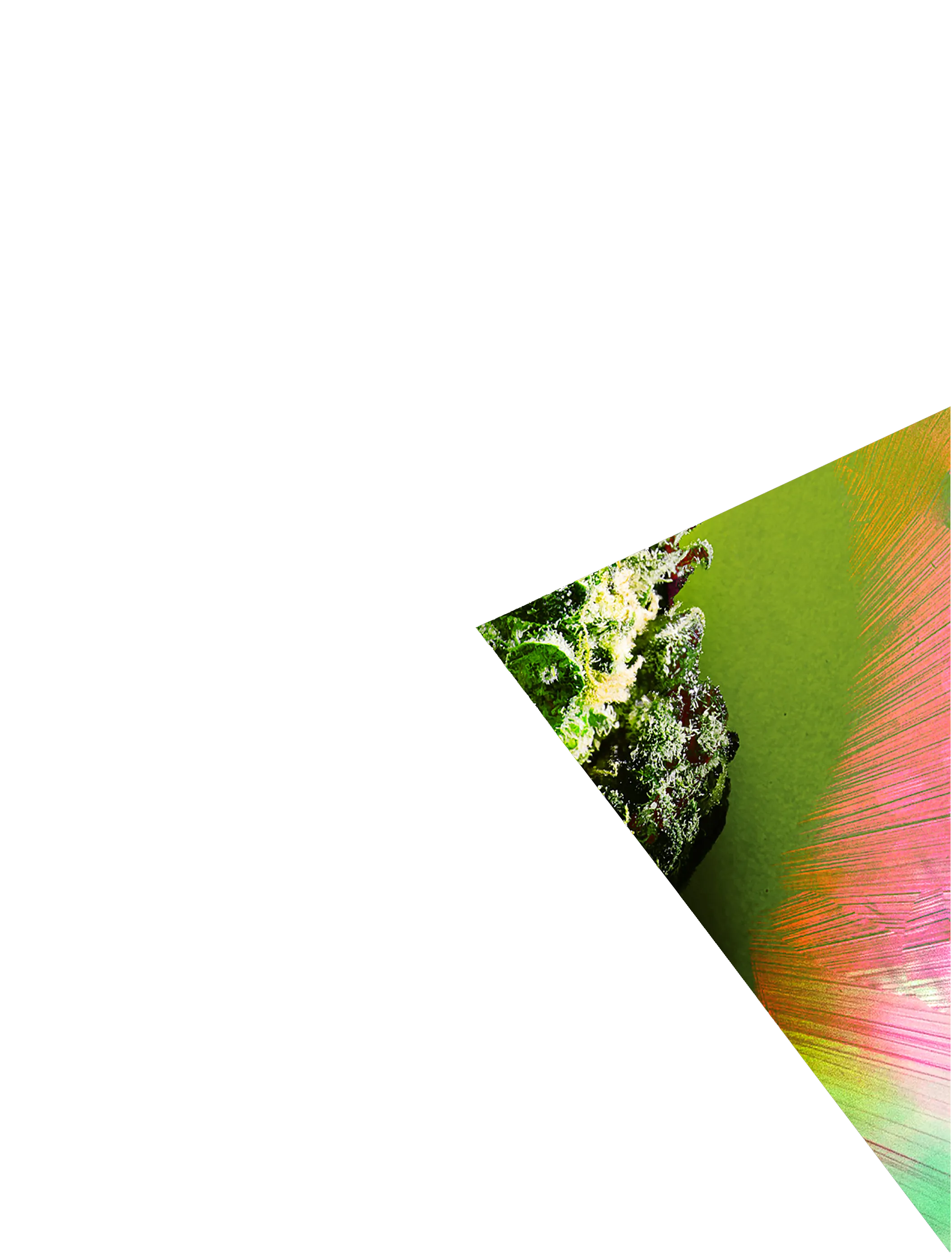 This is a GISELX original artwork cross-sectioned into 6 pieces tokenized as unique 1/1 NFTs. This piece of the bud is part 5 of 6. You now hold a piece of the 420 CELEBRATION EDITION of 2020! Giselflorez.com