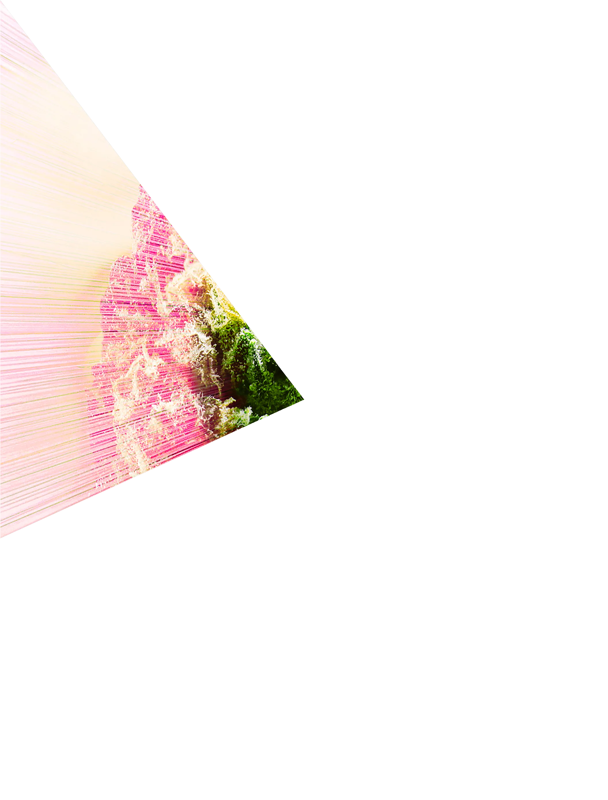 This is a GISELX original artwork cross-sectioned into 6 pieces tokenized as unique 1/1 NFTs. This piece of the bud is part 2 of 6. You now hold a piece of the 420 CELEBRATION EDITION of 2020! Giselflorez.com
