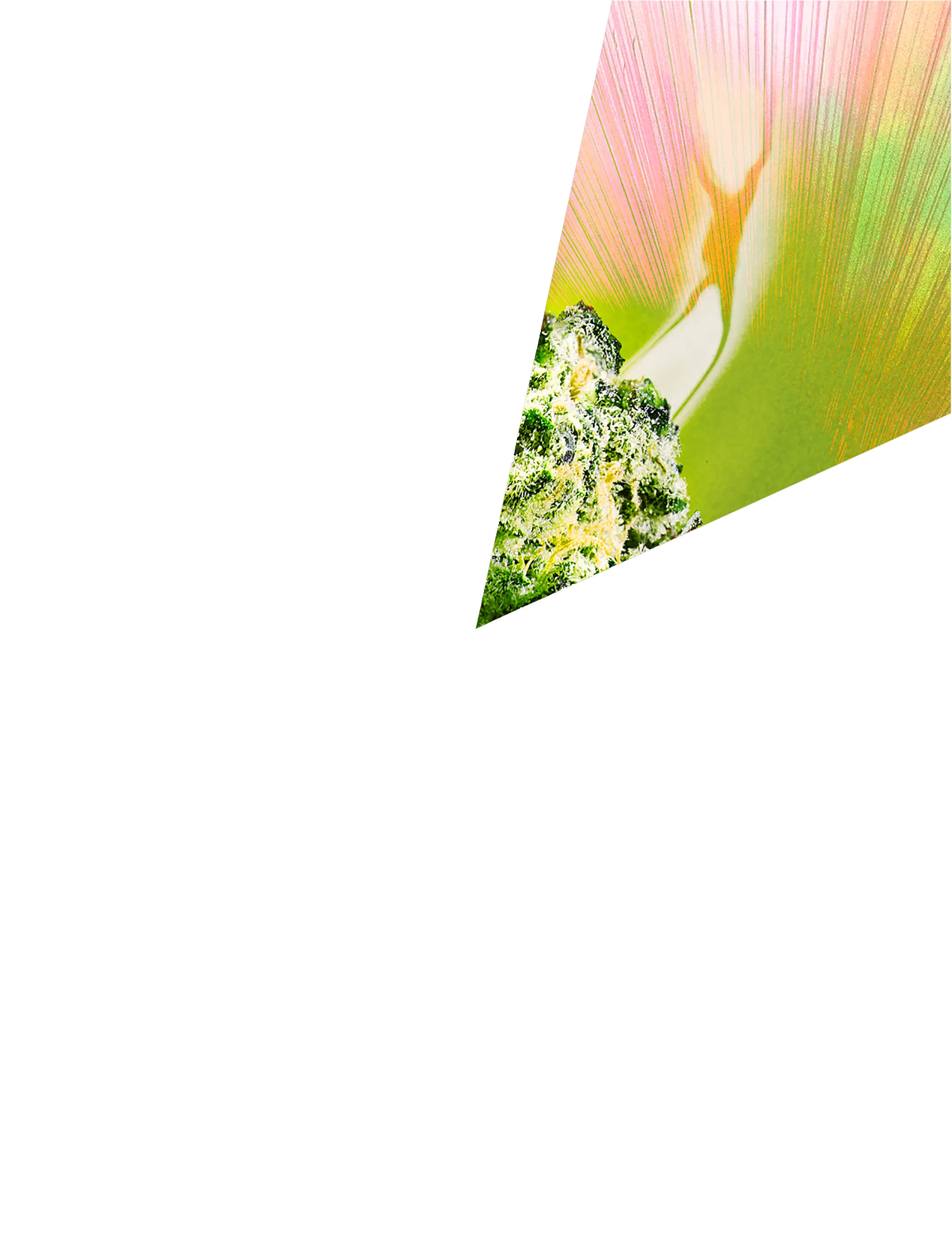 This is a GISELX original artwork cross-sectioned into 6 pieces tokenized as unique 1/1 NFTs. This piece of the bud is part 4 of 6. You now hold a piece of the 420 CELEBRATION EDITION of 2020! Giselflorez.com