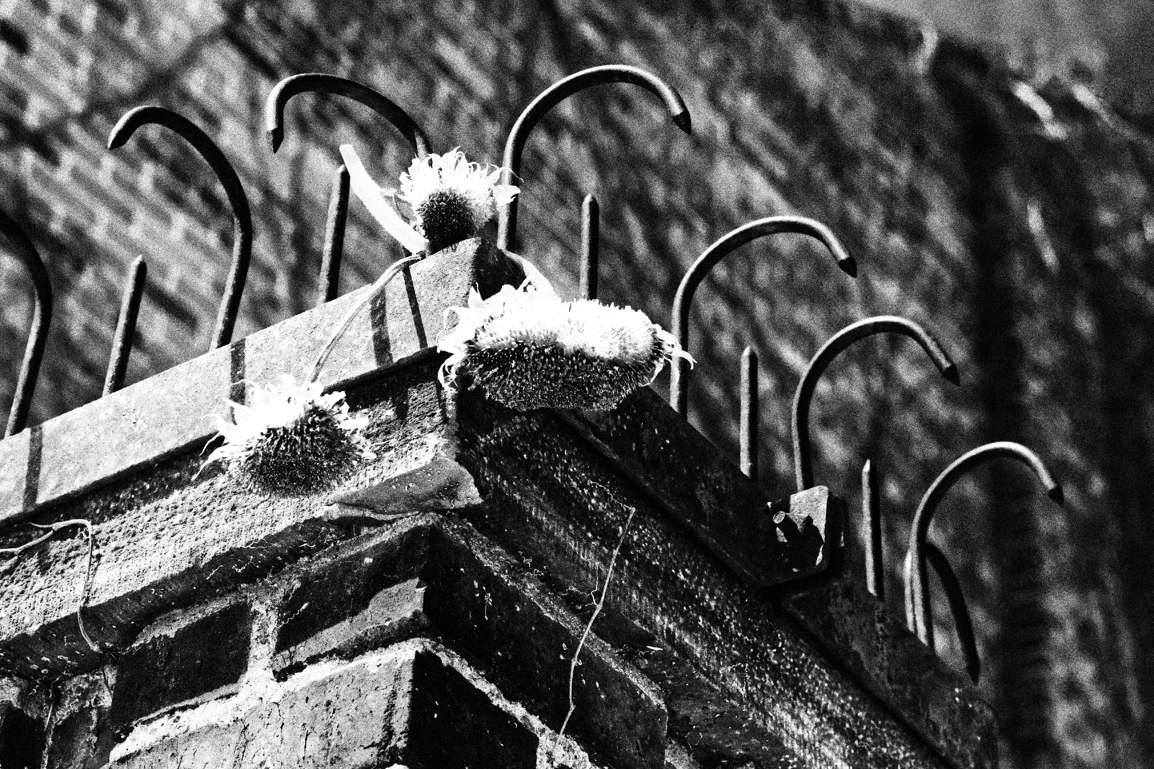 MM | Photography | there was an attempt
