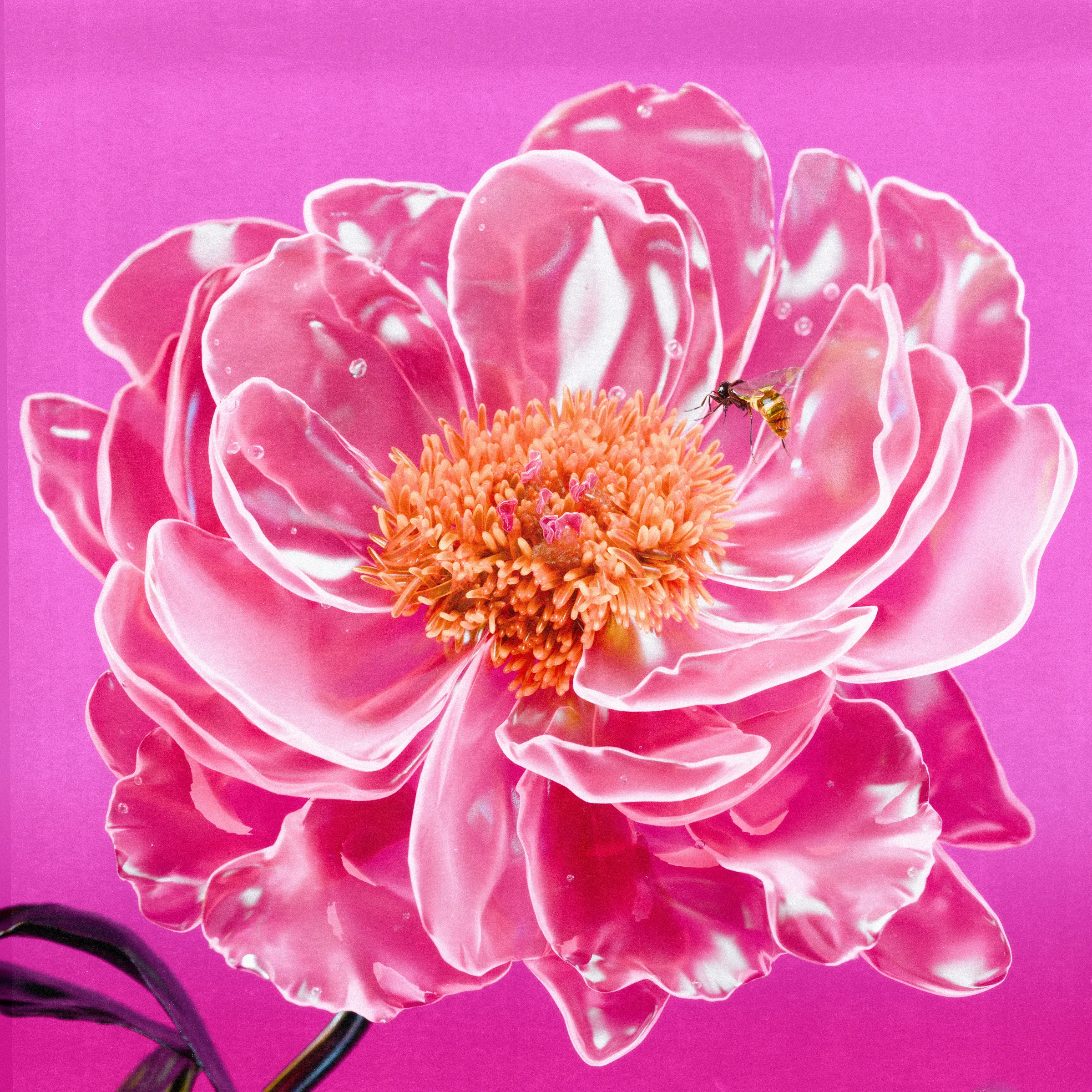 Flower #12 by Olivia Pedigo