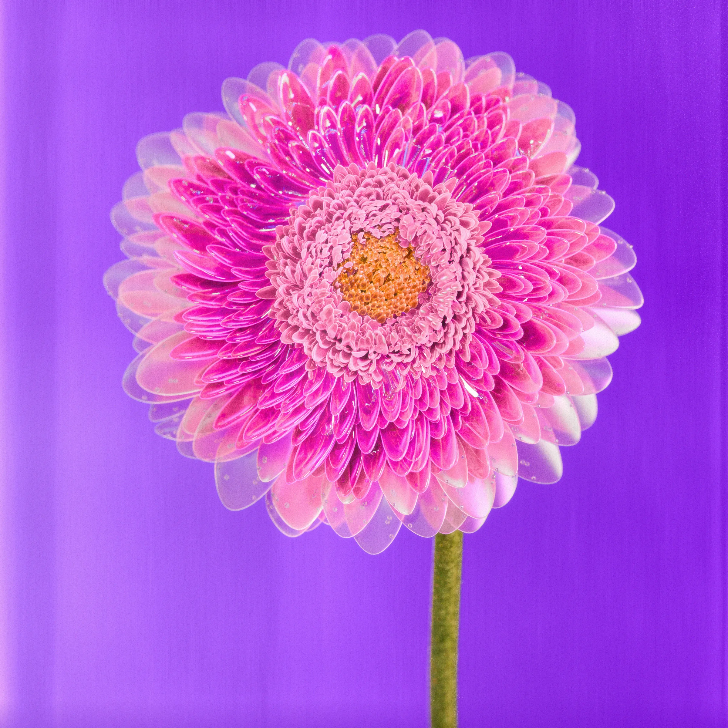 Flower #35 by Olivia Pedigo