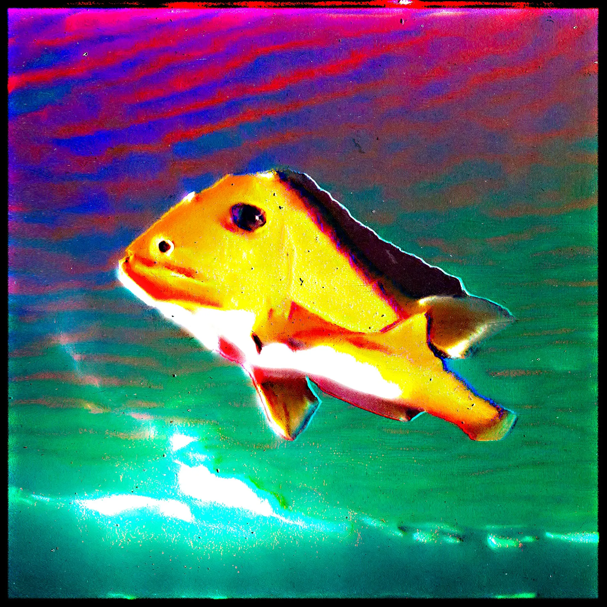 Build: Fusiform
Habitat: Intercoastal
Country/Area: Unknown
Weight (lb): Unknown
Size (inch): Unknown
Ph level: 12
Diet: Carnivorous
Adaptation: Insane Aura