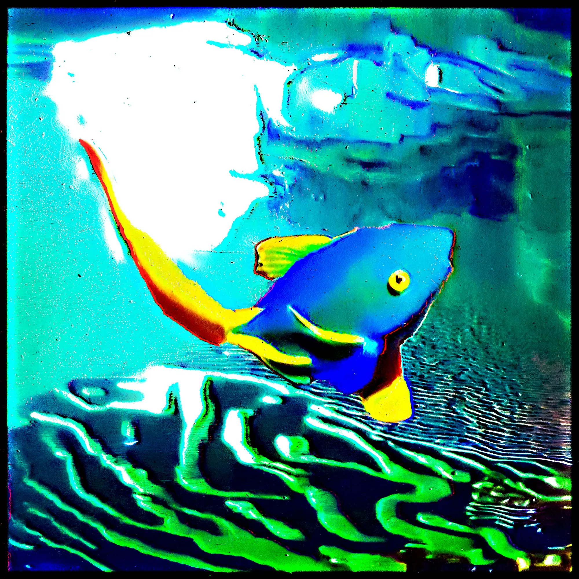 Build: Fusiform
Habitat: Reef
Country/Area: Cuba
Weight (lb): 0,5308416
Size (inch): 9,6
Ph level: 6,9
Diet: Carnivorous
Adaptation: Bioluminescence