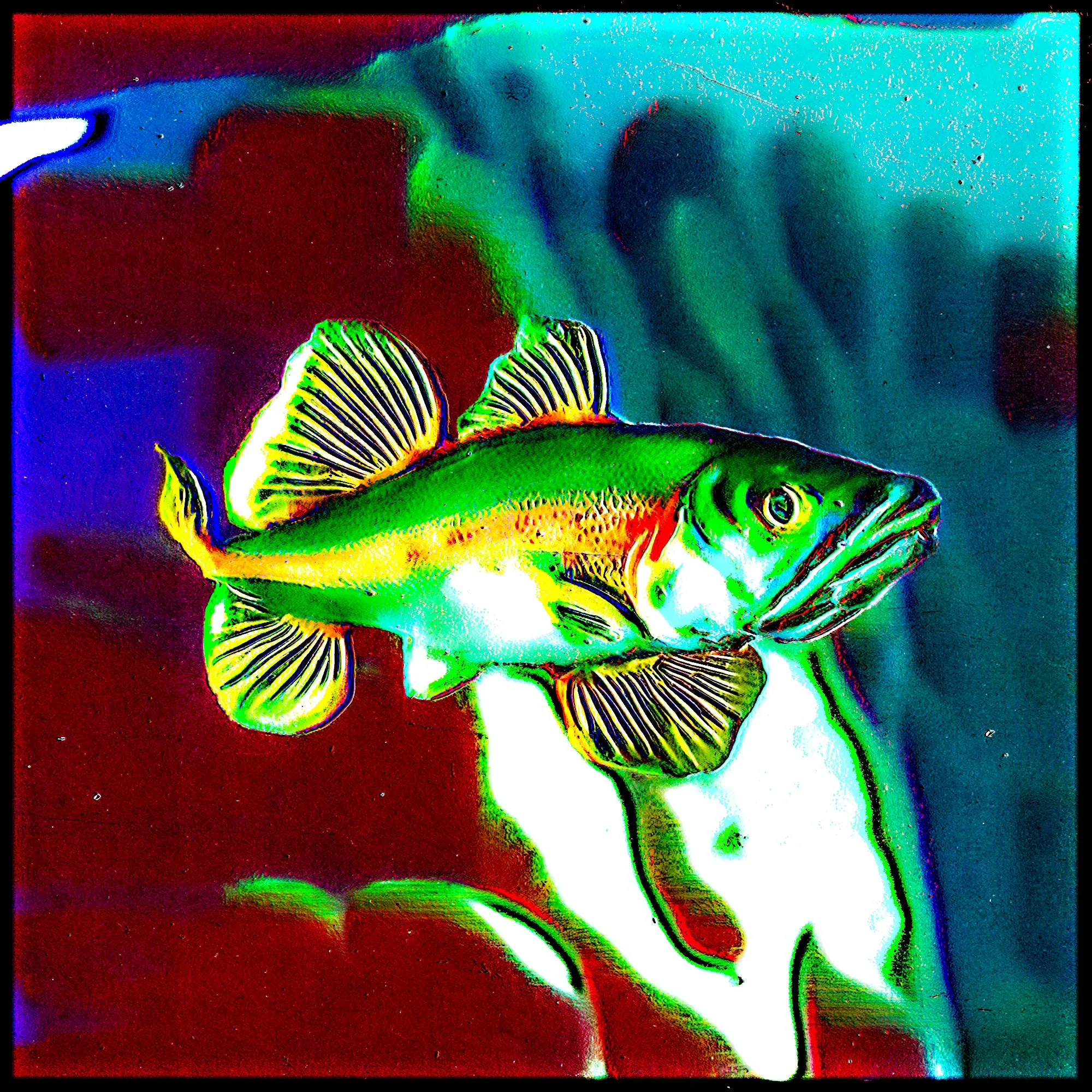 Build: Fusiform
Habitat: Freshwater
Country/Area: Zimbabwe
Weight (lb): 1,4115822
Size (inch): 13,3
Ph level: 7,3
Diet: Carnivorous
Adaptation: None