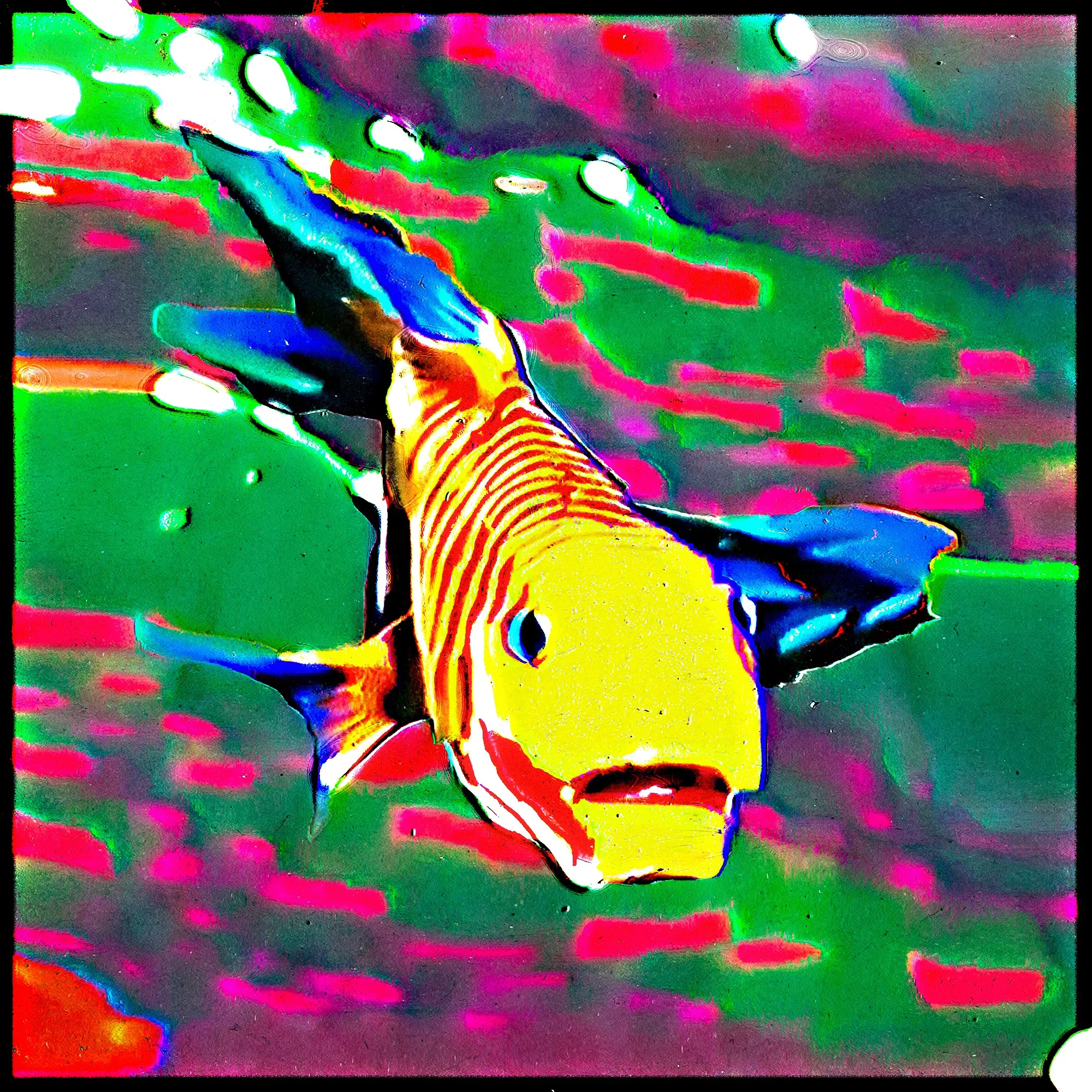 Build: Fusiform
Habitat: Intercoastal
Country/Area: Japan
Weight (lb): 18,753525
Size (inch): 31,5
Ph level: 6,8
Diet: Herbivorous
Adaptation: None