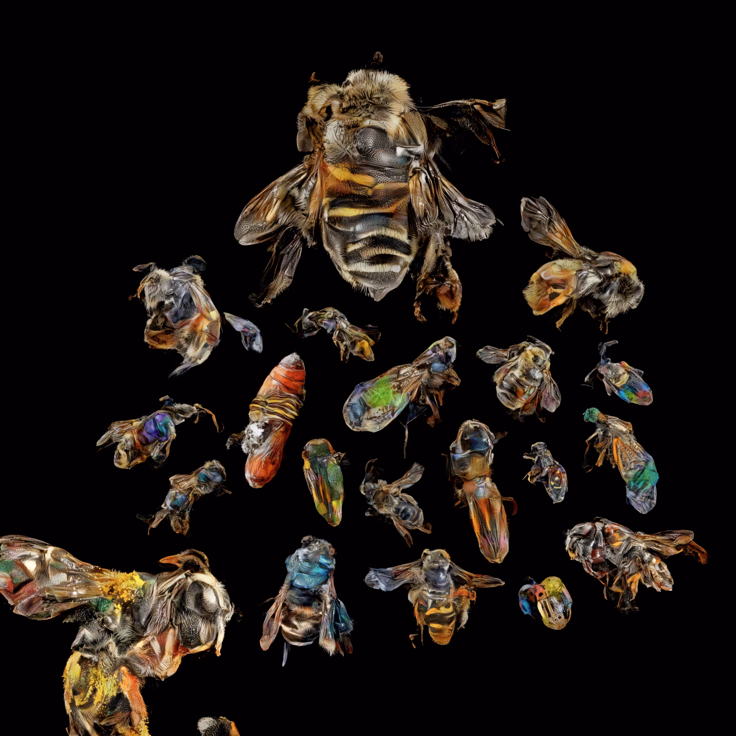 In contrast to the other works in the exhibition, “neural swarm” is arranged in less of a gridlike formation and more of a clustering that recalls the display of insects at a natural history museum. It’s only upon close examination and through additional context that we even realize these bee-like insects are of the artist’s own design, and that they don’t in fact exist in the natural world. As Crespo puts it, “These specimens are part of a collection from a particular neural expedition, a swarm of relatives in all their shapes and life-stages.” At first glance, her world appears to be our world. It pulls from colors, patterns, and shapes that are deeply familiar to our conscious and subconscious and plays them back to us in forms that seem fathomable yet fantastic. The end result is a surreal illustration of an imagined lifecycle for a exquisite species that never existed.