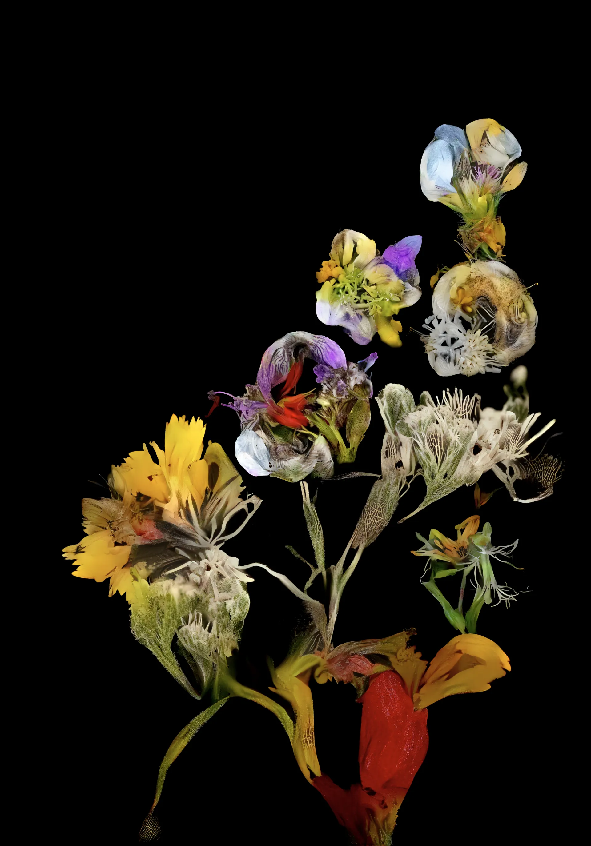 “hedgerow still life” presents us with an uncanny valley of botanicals. The forms are beautiful, floral, and delicate in nature. They leverage a visual language we think we all speak, but the specifics of the vocabulary are of Crespo’s own device. The closer you look, the less familiar they become, dissolving into something new. It’s like when you have a vivid dream and you are back in your childhood home only to have someone else’s parents walk around the corner. The artist uses neural networks trained on large data sets of images from nature to extract textures, reimagining and remixing our reality into fantastic new worlds.