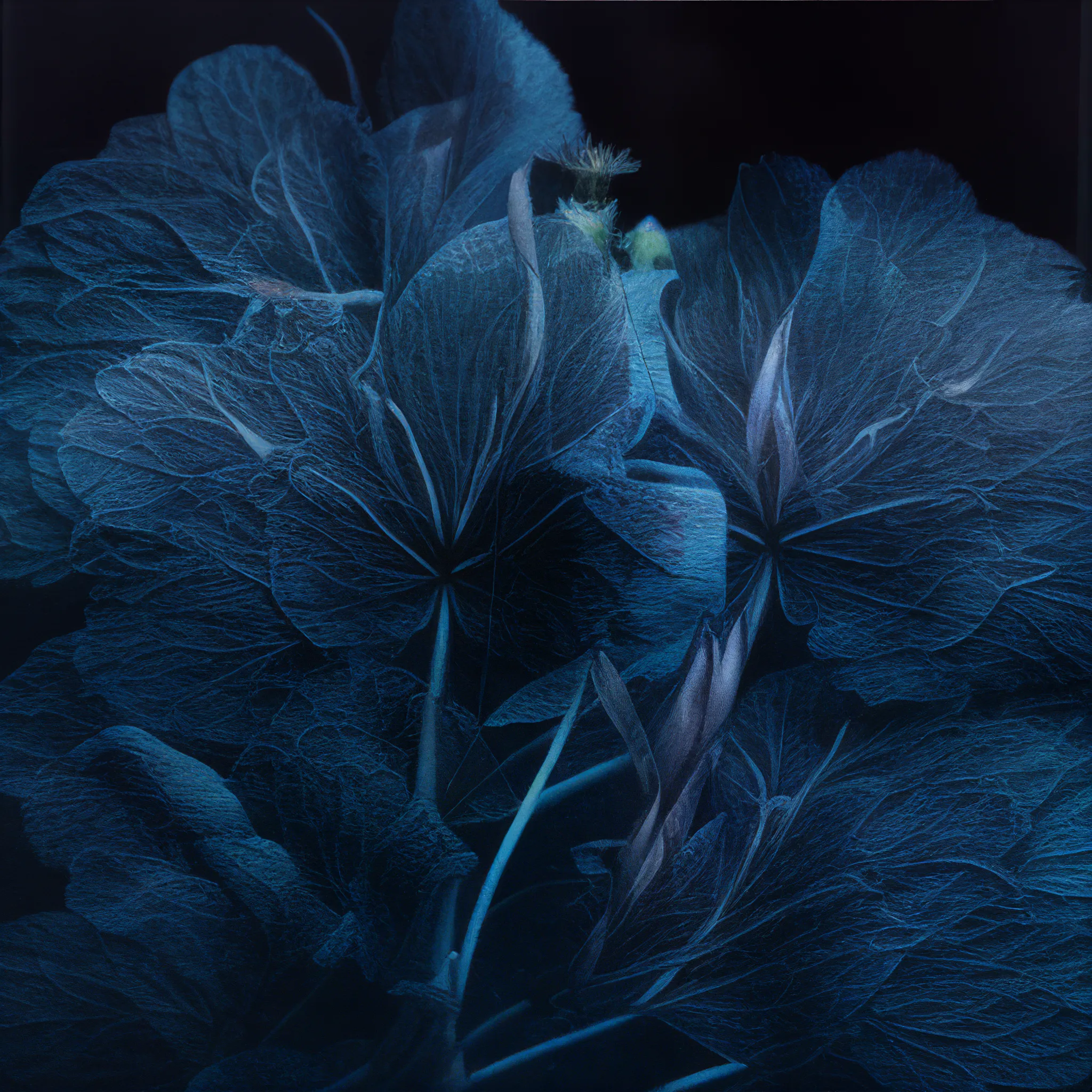 Where ocean waves meet delicate life forms. AI exploration of the interconnections between organic themes.

StyleGAN + Stable Diffusion

Created for ART X MACHINE show.
2023
Ivona Tau