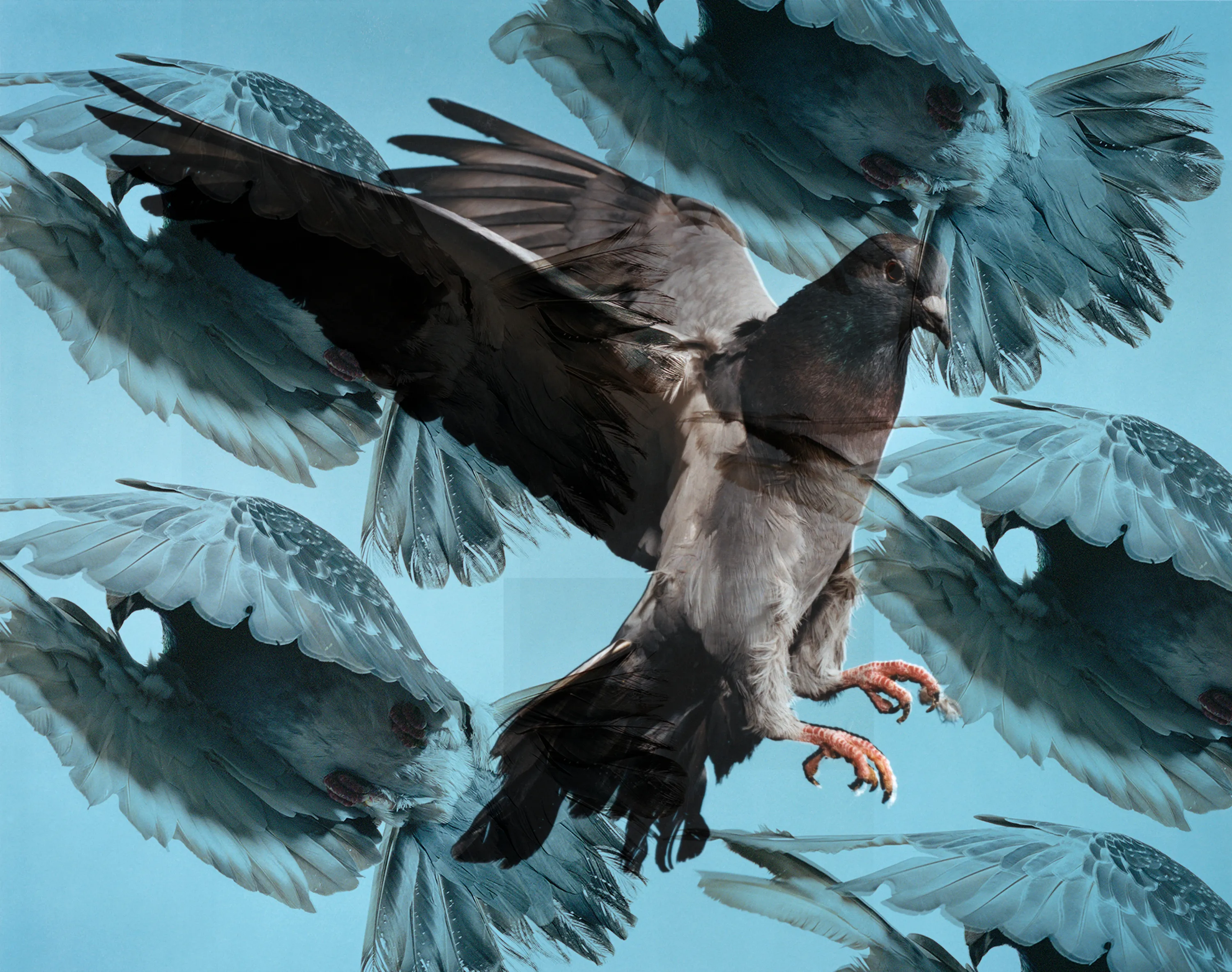 Roe Ethridge and [Zome.art](https://zome.art) present *22 Pigeons*, a collection of twenty-two new works derived from Ethridge’s iconic series of flying pigeons. 

To create these original works, Ethridge scanned and combined his analogue pigeon photographs from the early 2000s, resulting in a collection of visually dynamic digital collages. 

Living in New York City, Ethridge was interested in the ubiquity of pigeons. Using a high speed flash, he sought to capture them in a way that transcended their ordinariness. 

These new works will begin their life as NFTs, and were created specifically for Zome’s first drop.