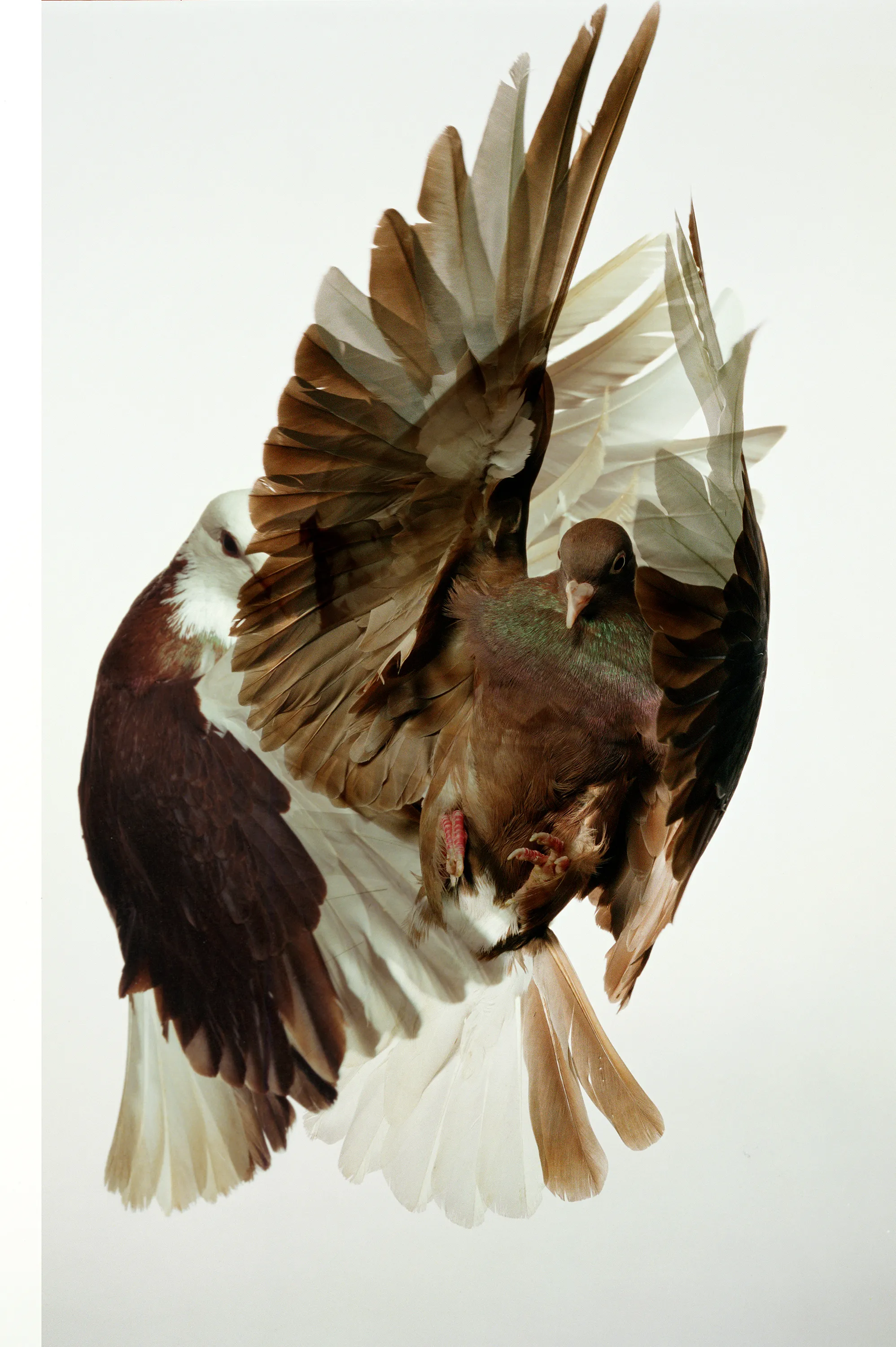 Roe Ethridge and [Zome.art](https://zome.art) present *22 Pigeons*, a collection of twenty-two new works derived from Ethridge’s iconic series of flying pigeons. 

To create these original works, Ethridge scanned and combined his analogue pigeon photographs from the early 2000s, resulting in a collection of visually dynamic digital collages. 

Living in New York City, Ethridge was interested in the ubiquity of pigeons. Using a high speed flash, he sought to capture them in a way that transcended their ordinariness. 

These new works will begin their life as NFTs, and were created specifically for Zome’s first drop.