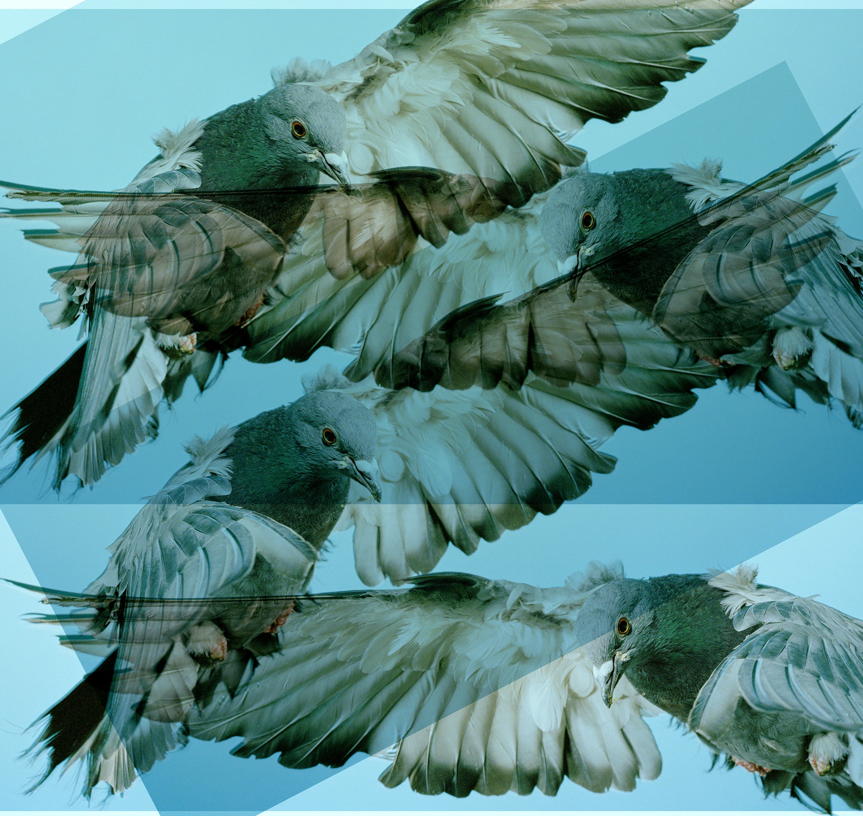 Roe Ethridge and [Zome.art](https://zome.art) present *22 Pigeons*, a collection of twenty-two new works derived from Ethridge’s iconic series of flying pigeons. 

To create these original works, Ethridge scanned and combined his analogue pigeon photographs from the early 2000s, resulting in a collection of visually dynamic digital collages. 

Living in New York City, Ethridge was interested in the ubiquity of pigeons. Using a high speed flash, he sought to capture them in a way that transcended their ordinariness. 

These new works will begin their life as NFTs, and were created specifically for Zome’s first drop.