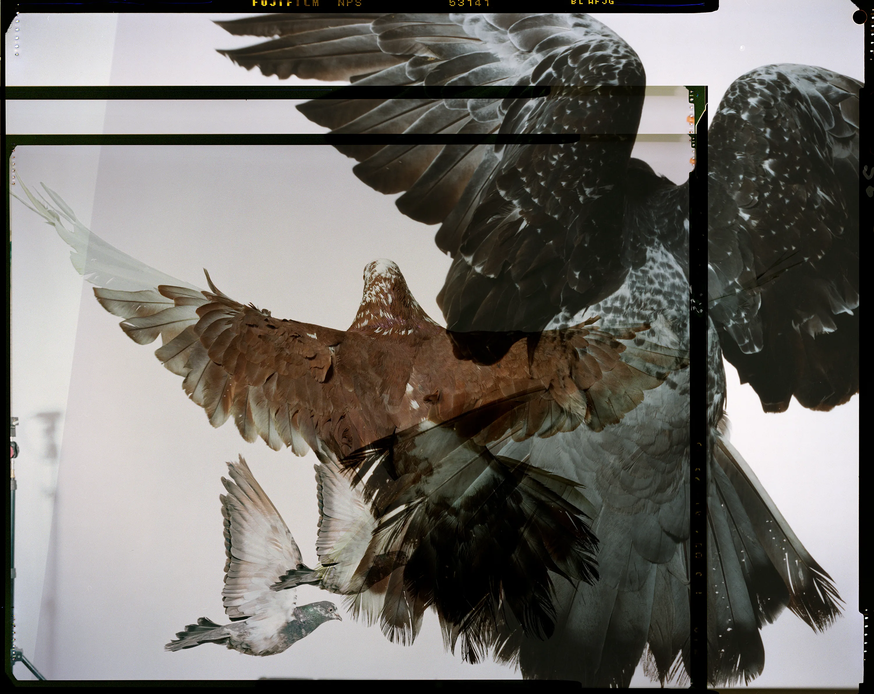 Roe Ethridge and [Zome.art](https://zome.art) present *22 Pigeons*, a collection of twenty-two new works derived from Ethridge’s iconic series of flying pigeons. 

To create these original works, Ethridge scanned and combined his analogue pigeon photographs from the early 2000s, resulting in a collection of visually dynamic digital collages. 

Living in New York City, Ethridge was interested in the ubiquity of pigeons. Using a high speed flash, he sought to capture them in a way that transcended their ordinariness. 

These new works will begin their life as NFTs, and were created specifically for Zome’s first drop.