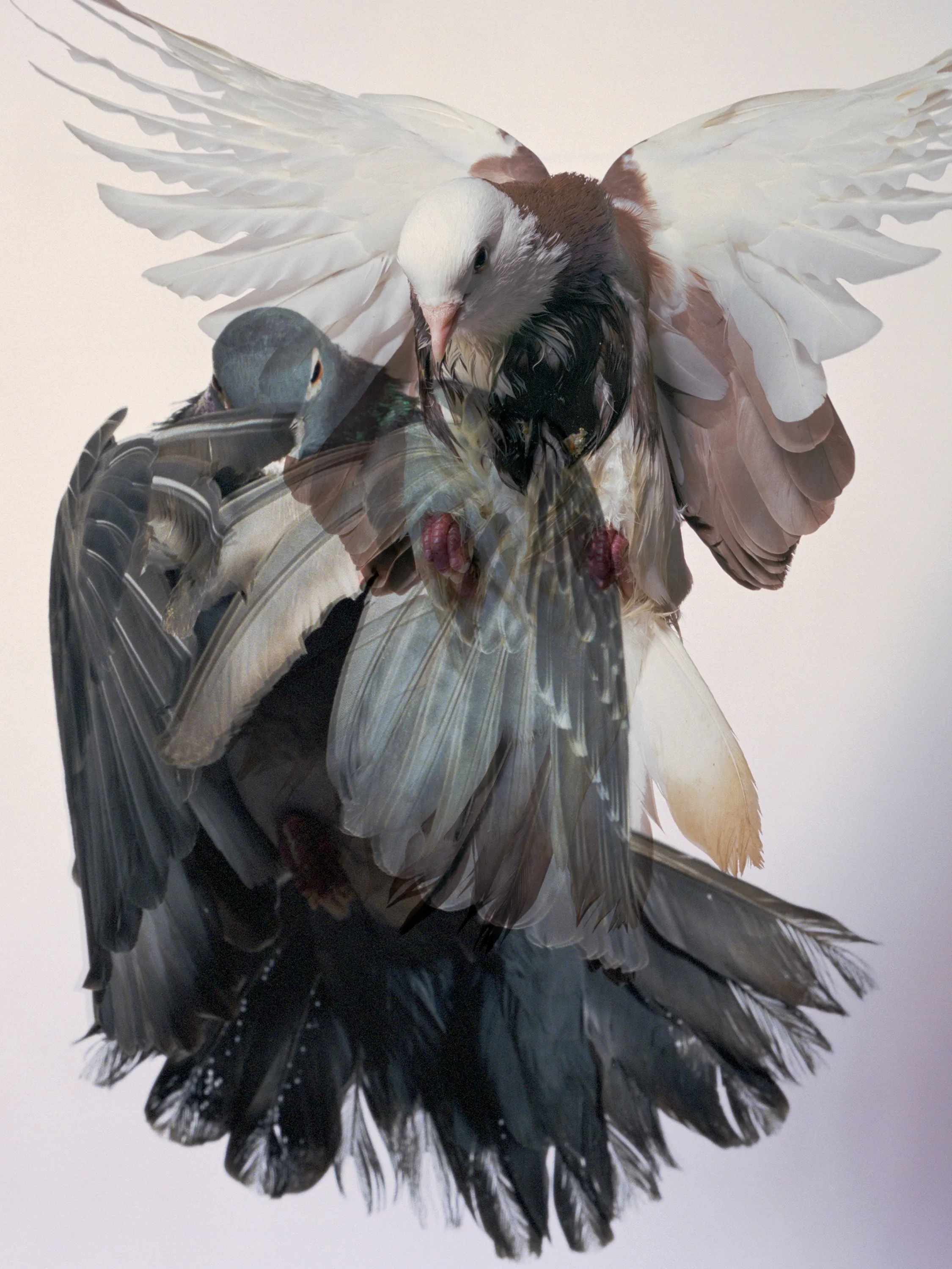 Roe Ethridge and [Zome.art](https://zome.art) present *22 Pigeons*, a collection of twenty-two new works derived from Ethridge’s iconic series of flying pigeons. 

To create these original works, Ethridge scanned and combined his analogue pigeon photographs from the early 2000s, resulting in a collection of visually dynamic digital collages. 

Living in New York City, Ethridge was interested in the ubiquity of pigeons. Using a high speed flash, he sought to capture them in a way that transcended their ordinariness. 

These new works will begin their life as NFTs, and were created specifically for Zome’s first drop