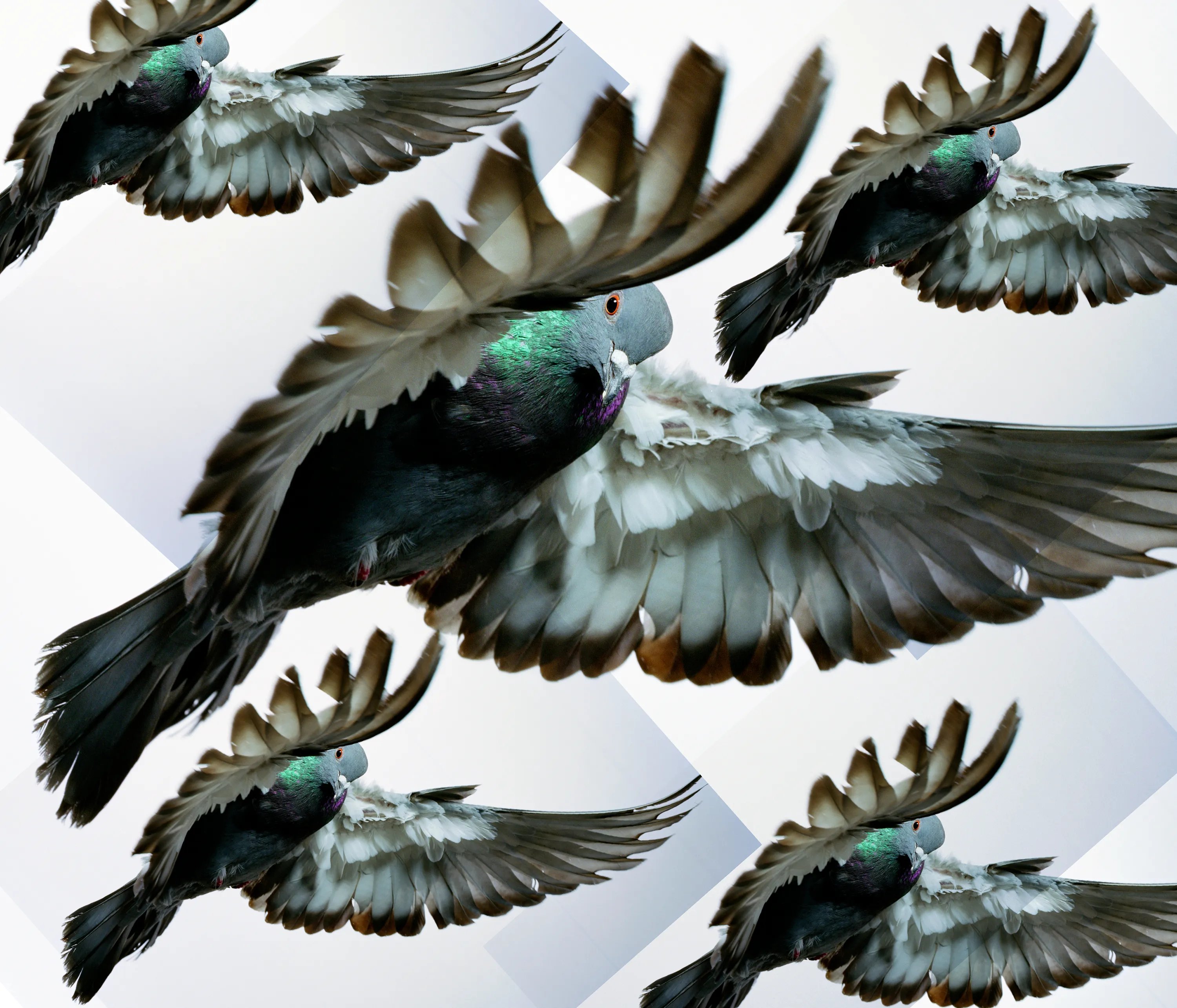 Roe Ethridge and [Zome.art](https://zome.art) present *22 Pigeons*, a collection of twenty-two new works derived from Ethridge’s iconic series of flying pigeons. 

To create these original works, Ethridge scanned and combined his analogue pigeon photographs from the early 2000s, resulting in a collection of visually dynamic digital collages. 

Living in New York City, Ethridge was interested in the ubiquity of pigeons. Using a high speed flash, he sought to capture them in a way that transcended their ordinariness. 

These new works will begin their life as NFTs, and were created specifically for Zome’s first drop.